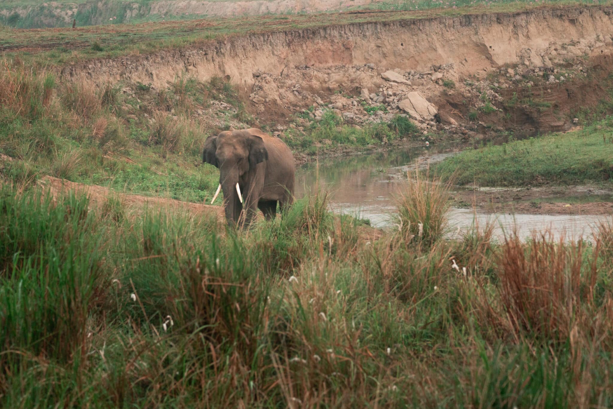 Asian elephant on the range in Kaziranga National Park