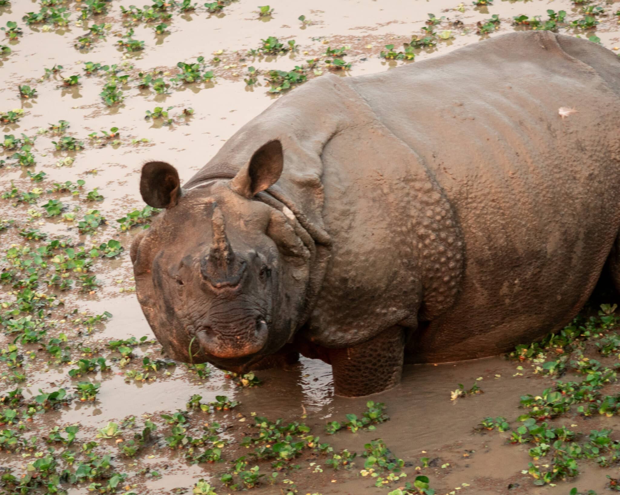 Indian one horned rhino in the water