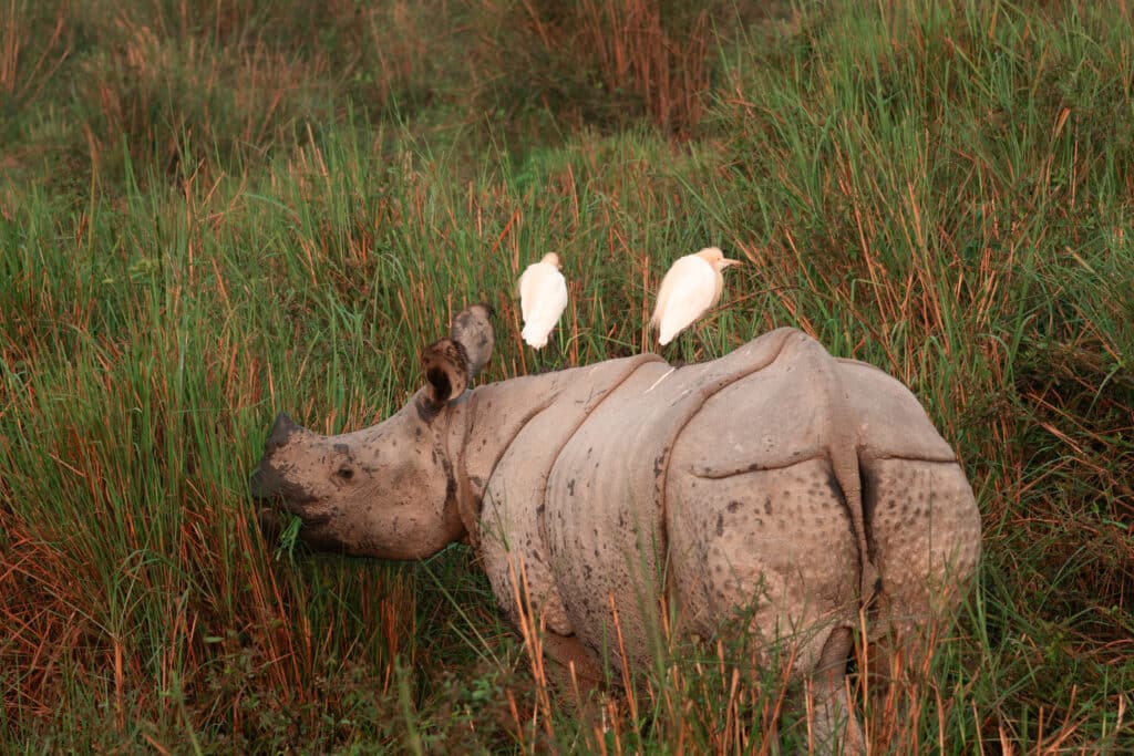Indian one horned rhino with birds perched on his back