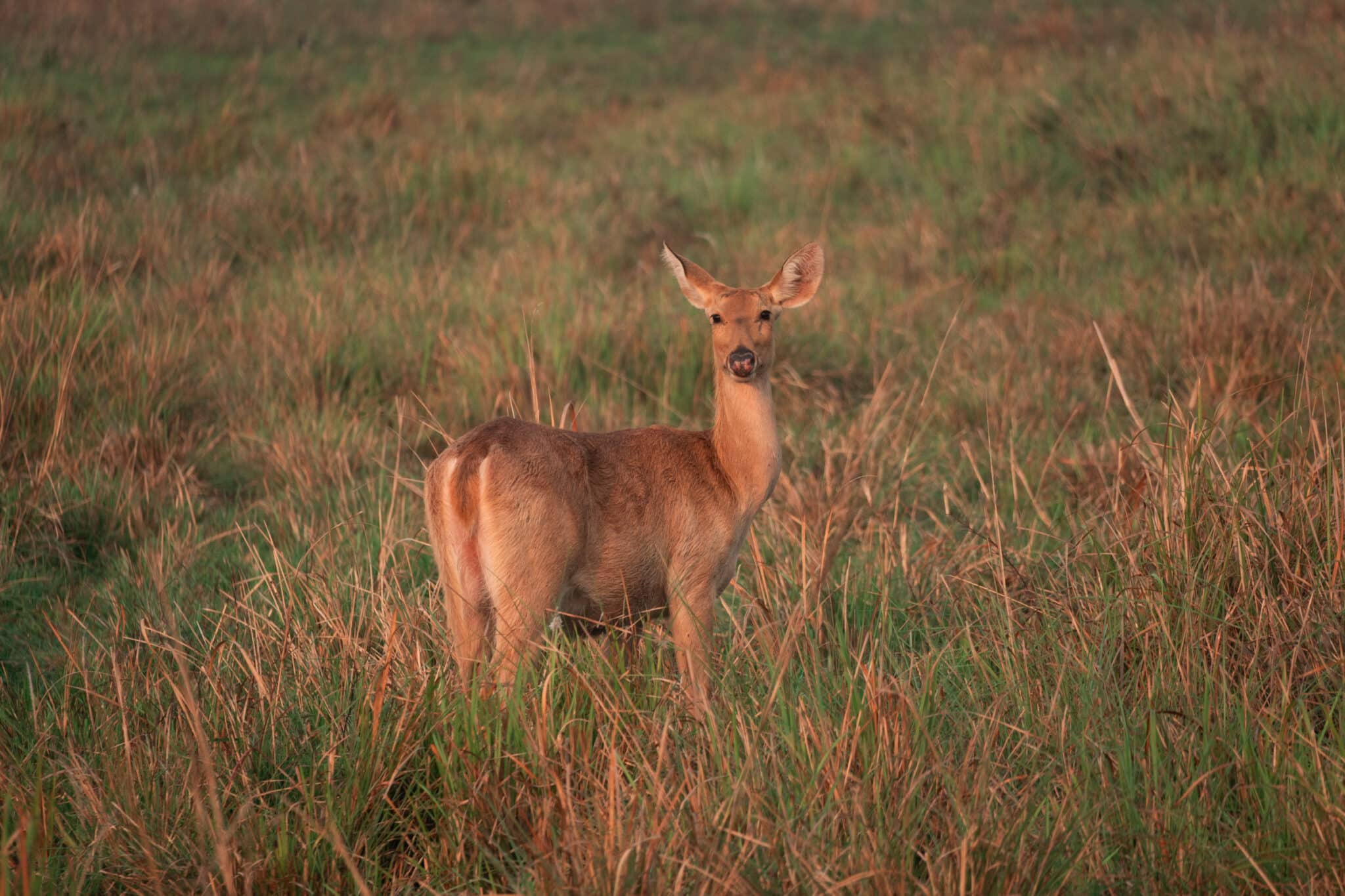 female Barasingha or Swamp Deer at Kaziranga National Park
