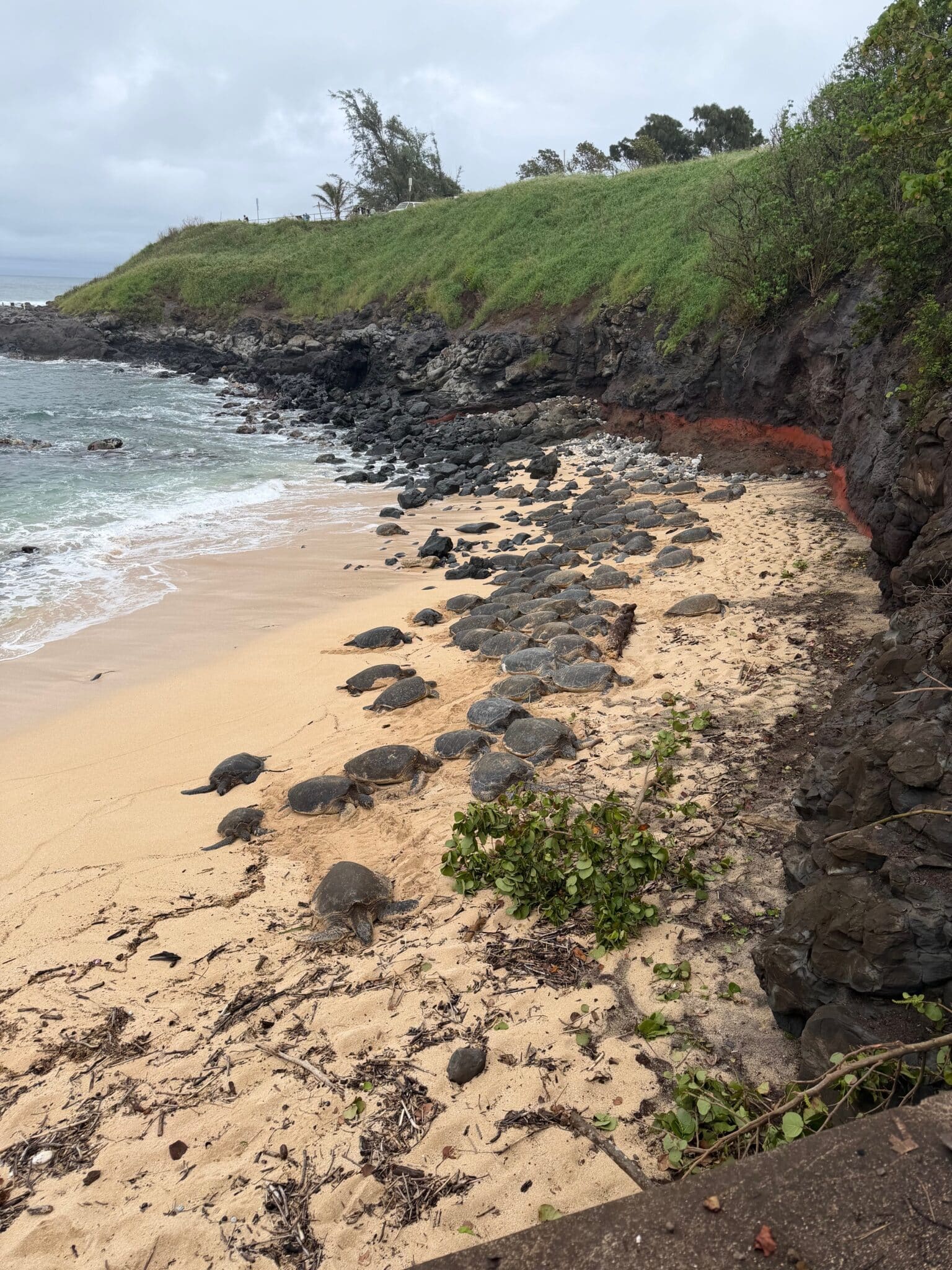 Turtles_at_Hookipa
