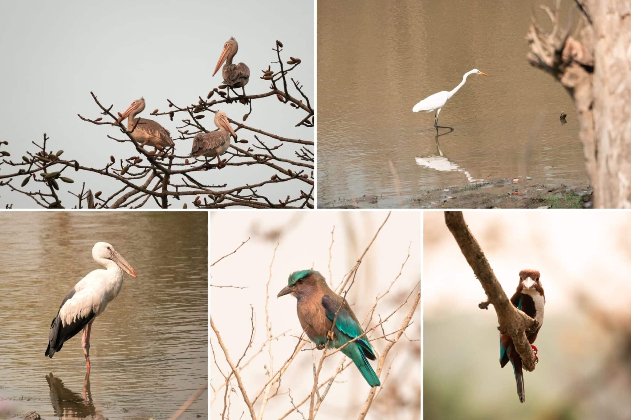 collage of the bird photos I took at Kaziranga National Park in India
