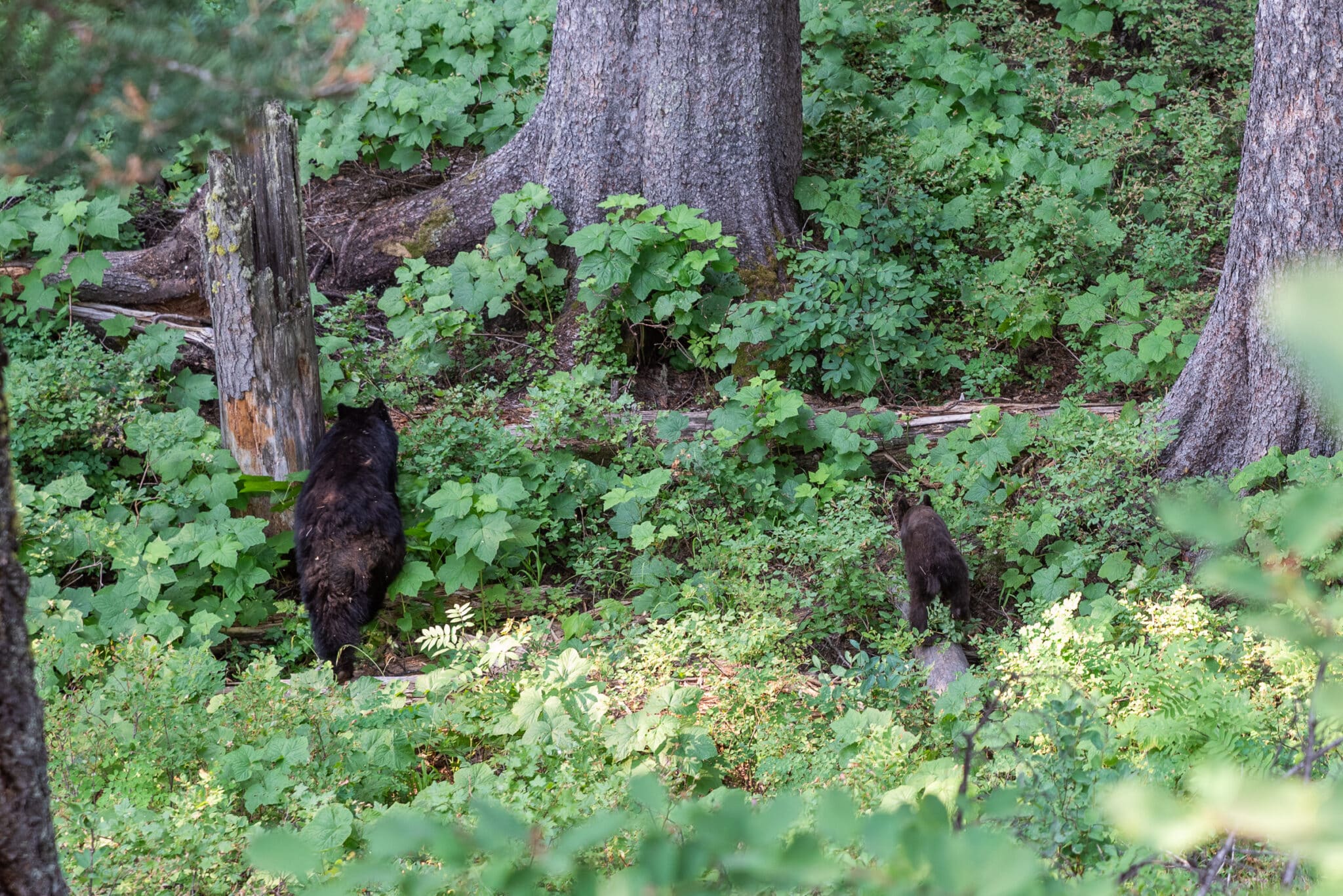 bears on the trail by Jenny Lake