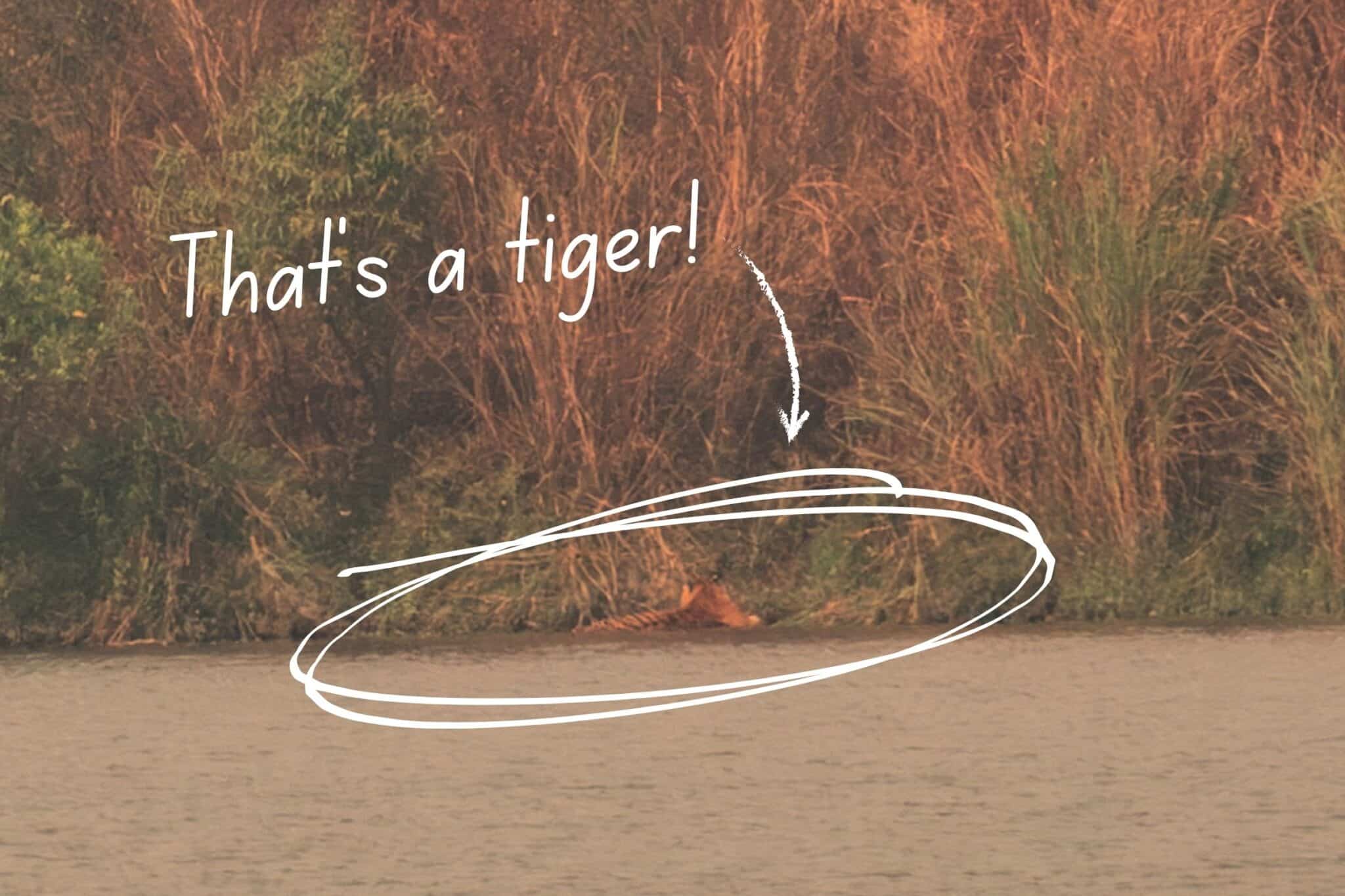 a far away picture of a tiger taken at Kaziranga National Park