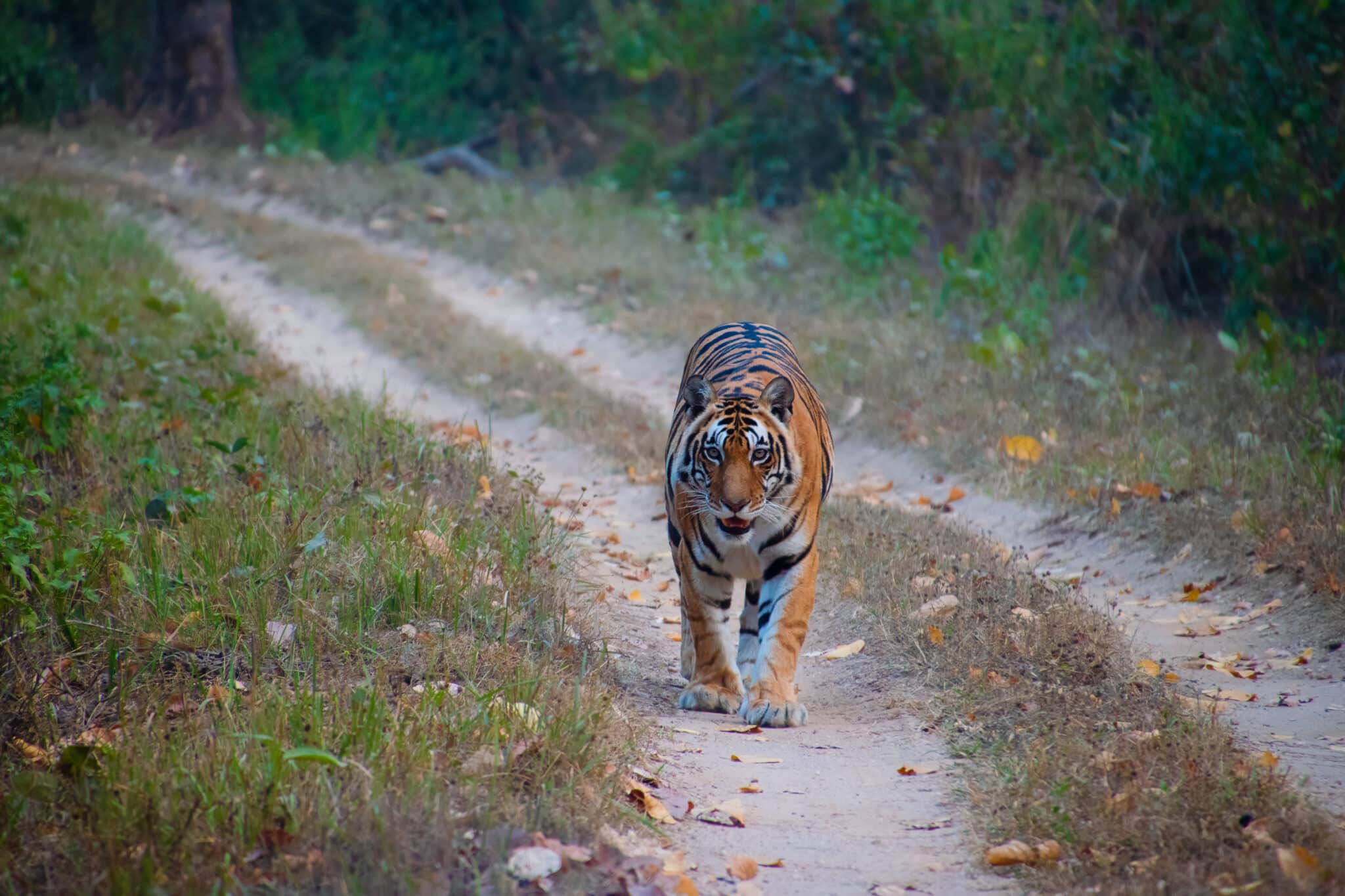 my photo of a Royal Bengal tiger in Kanha National Forest in India