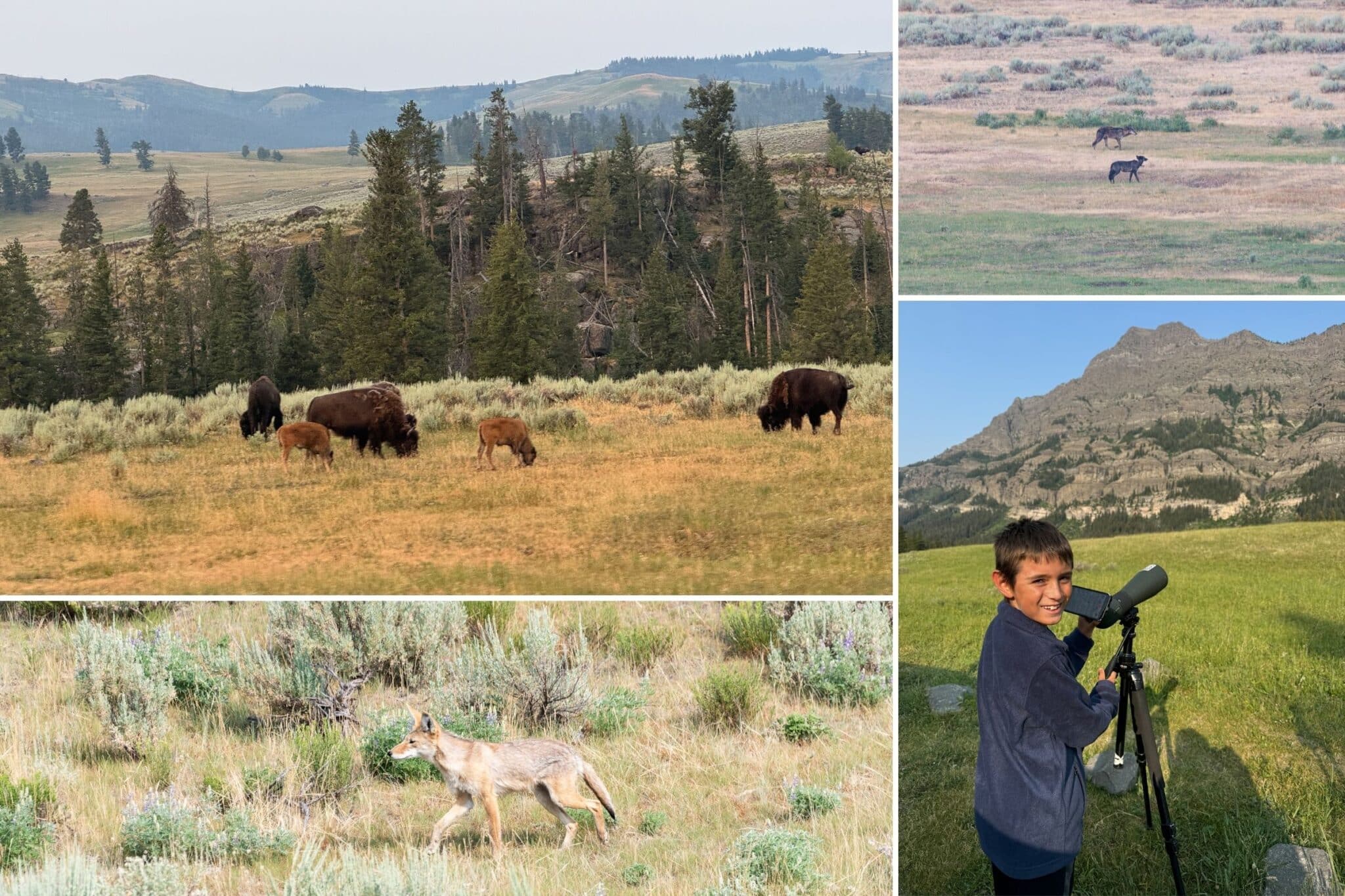 some of the wildlife we saw on our wildlife tour