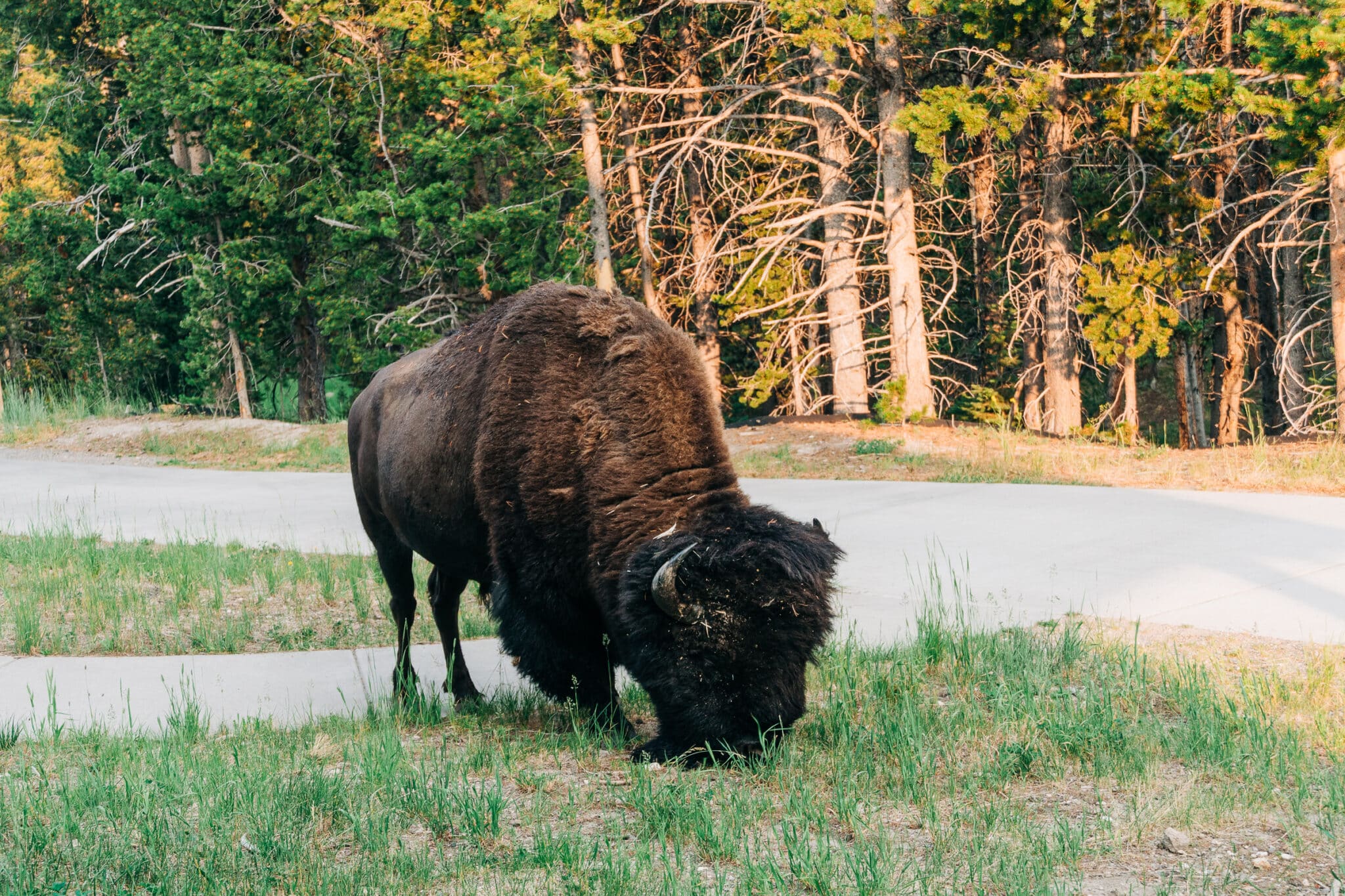 Bison named Carl at Canyon Lodge