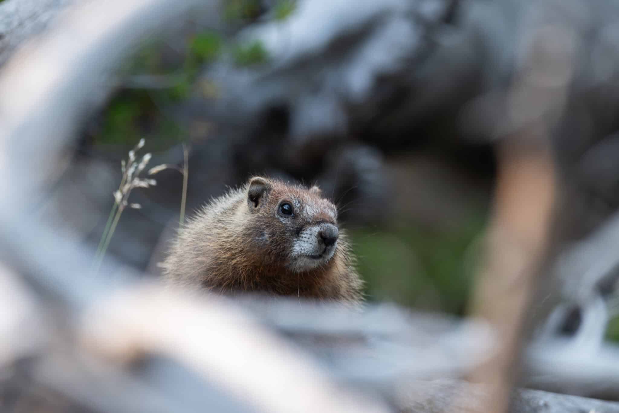 badger at Yellowstone National Park