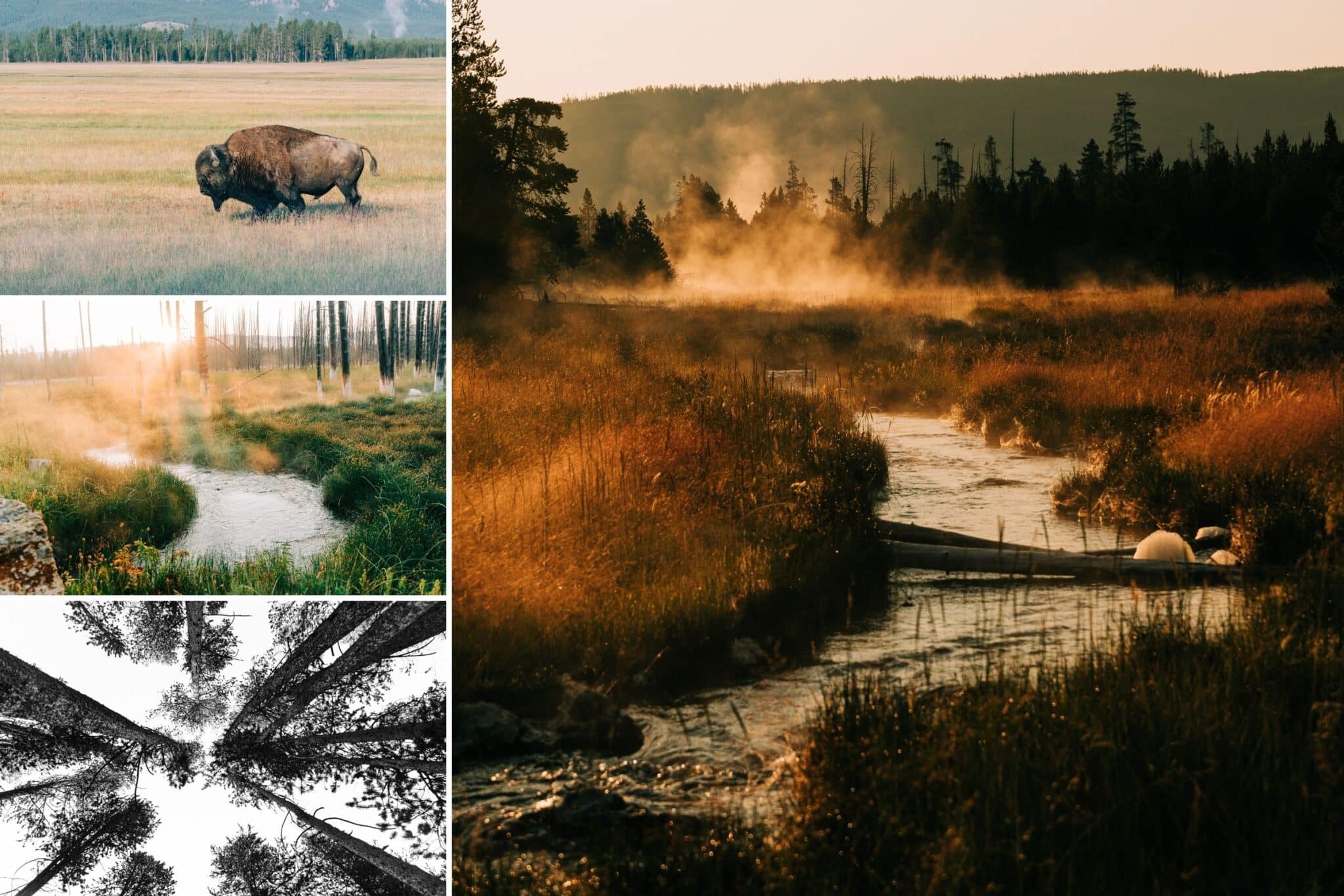 some of the pictures we took on our photo safari tour