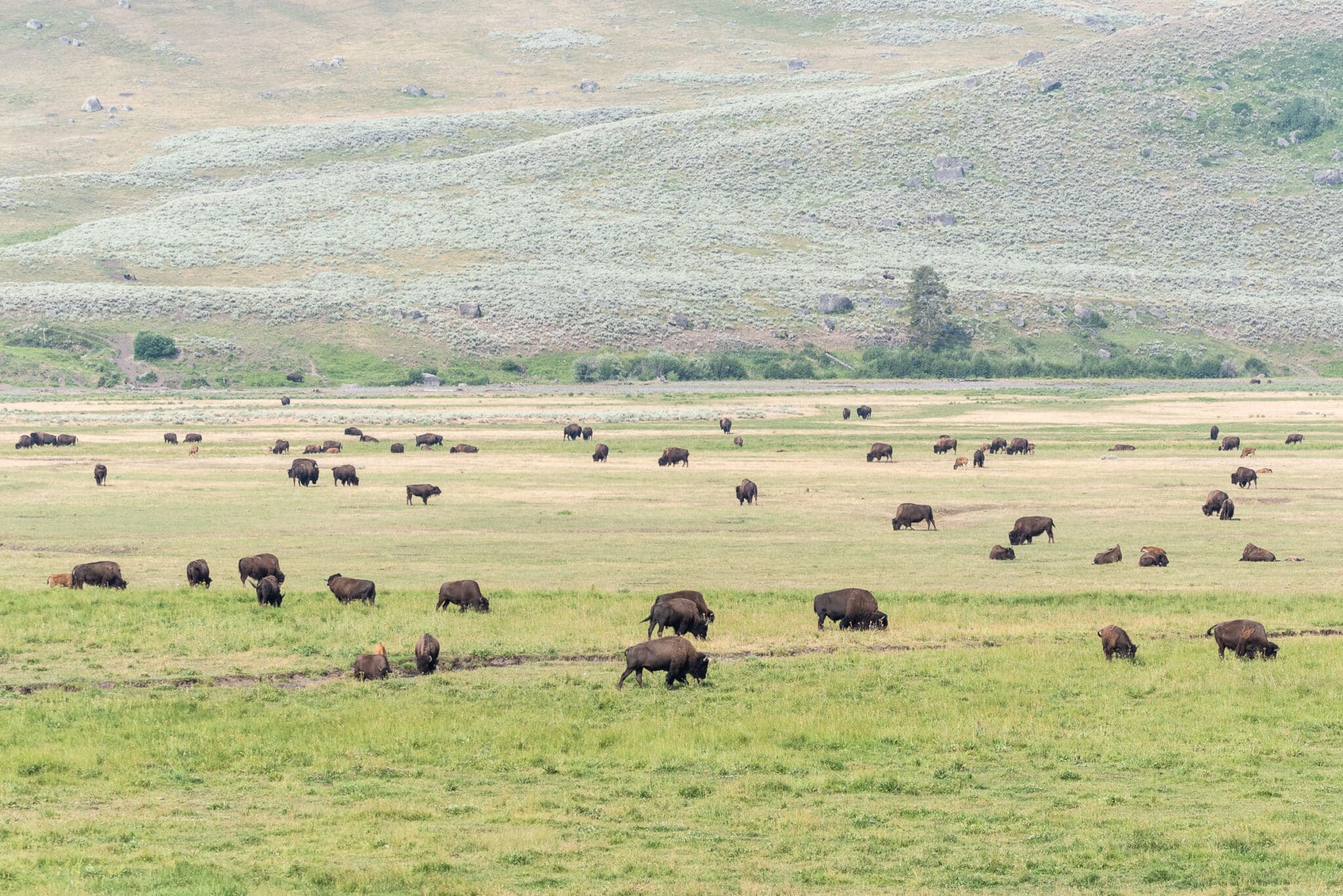 field of bison at Yellowstone National Park
