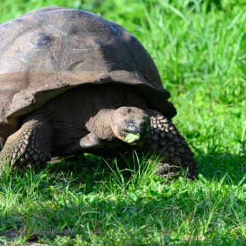galapagos giant tortoise at el chato ranch in the galapagos
