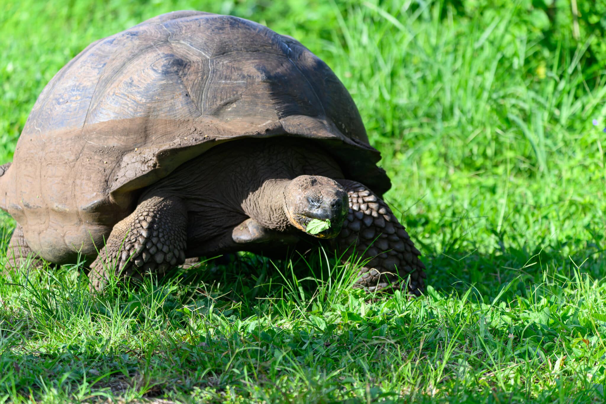 galapagos giant tortoise at el chato ranch in the galapagos