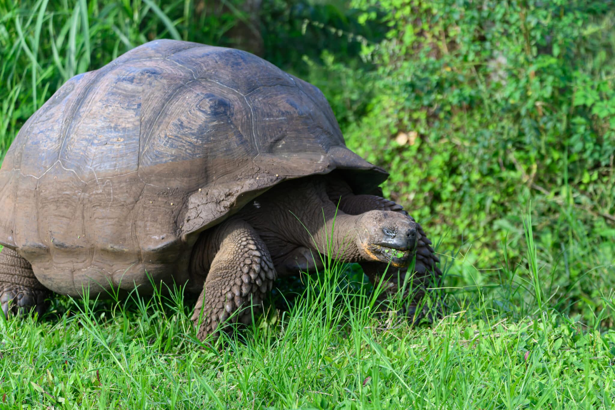 galapagos giant tortoise at el chato ranch