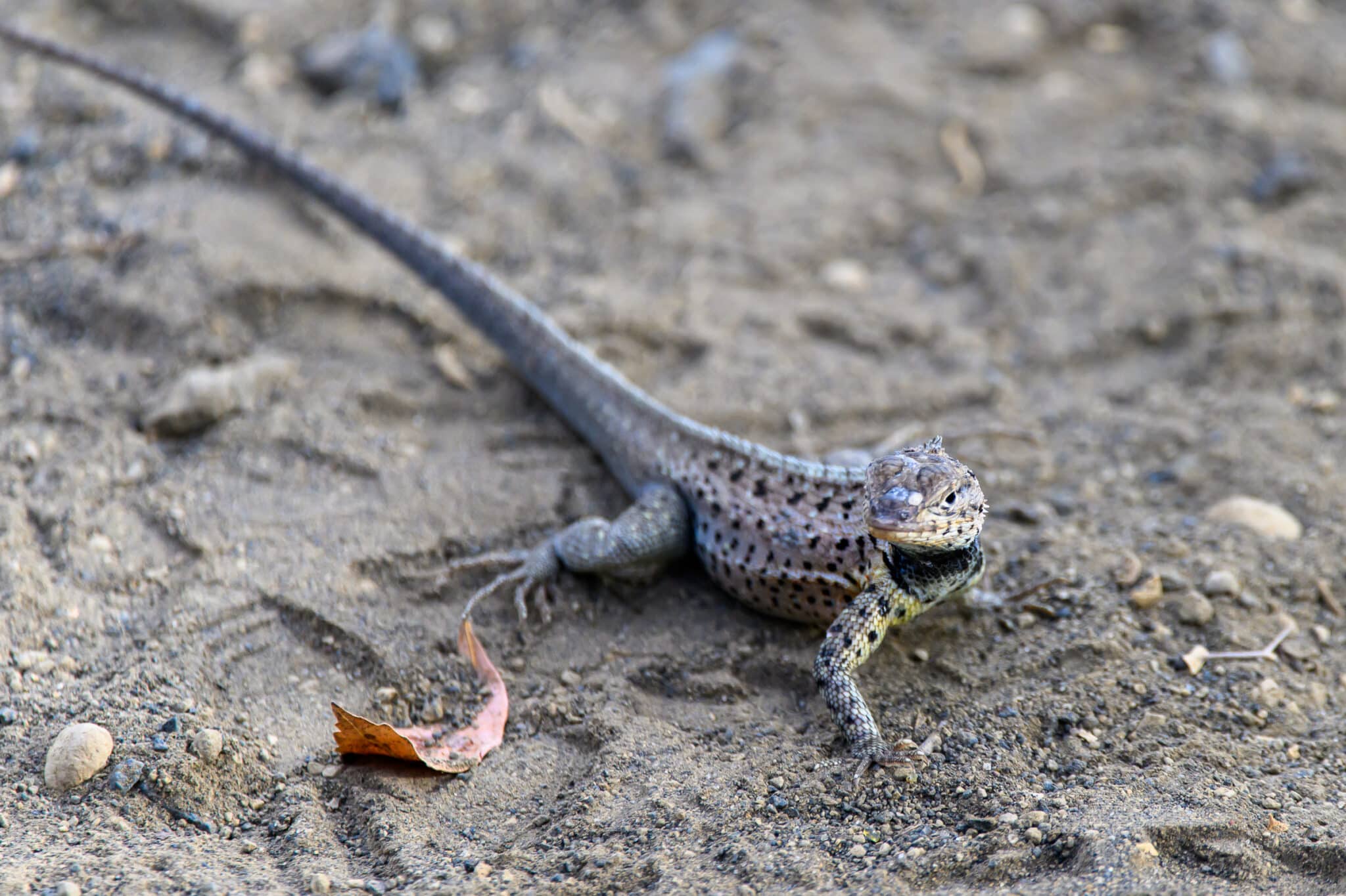 lizard on the hiking trail at tagus cove in galapagos