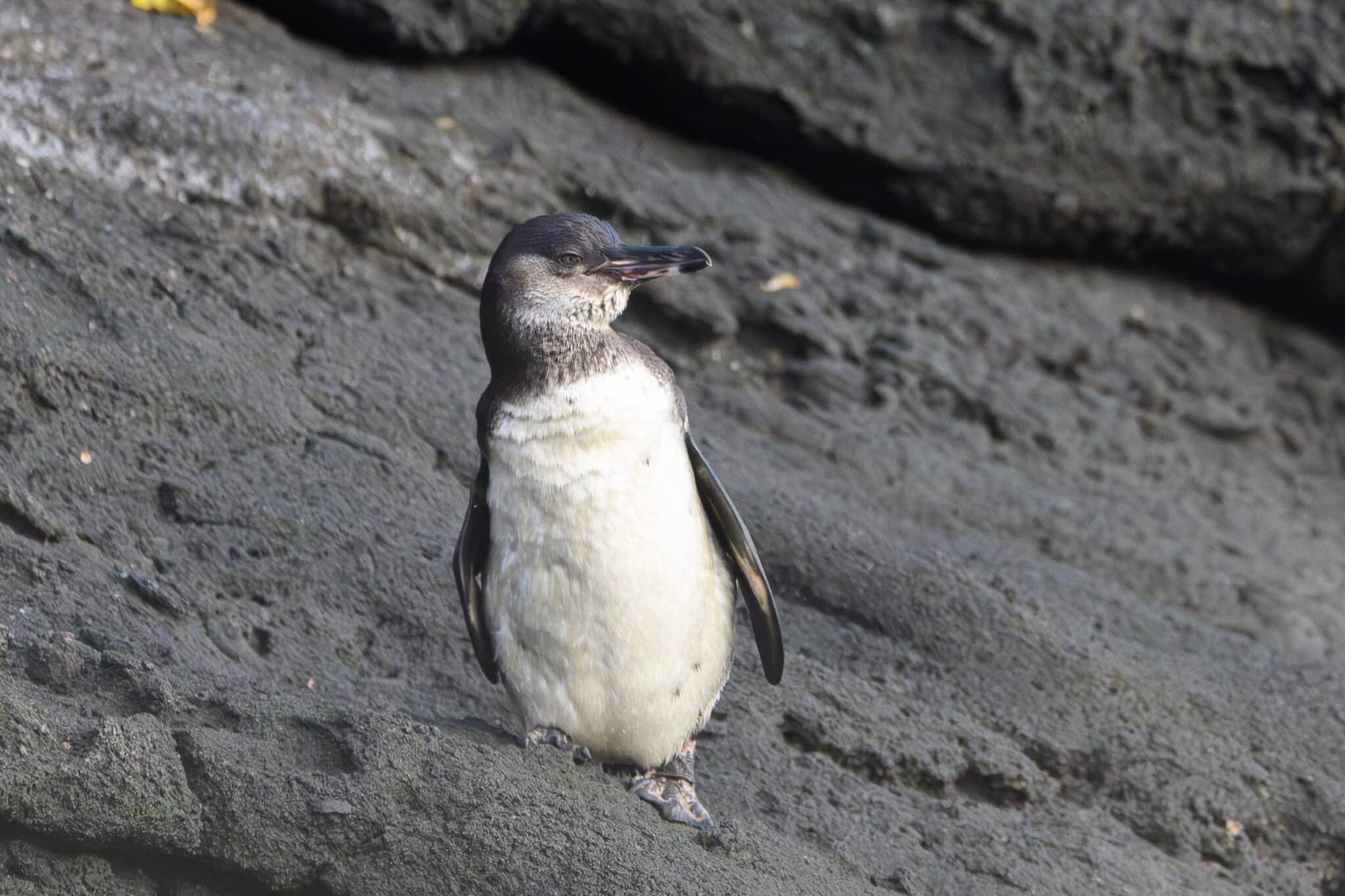 galapagos penguin at tagus cove