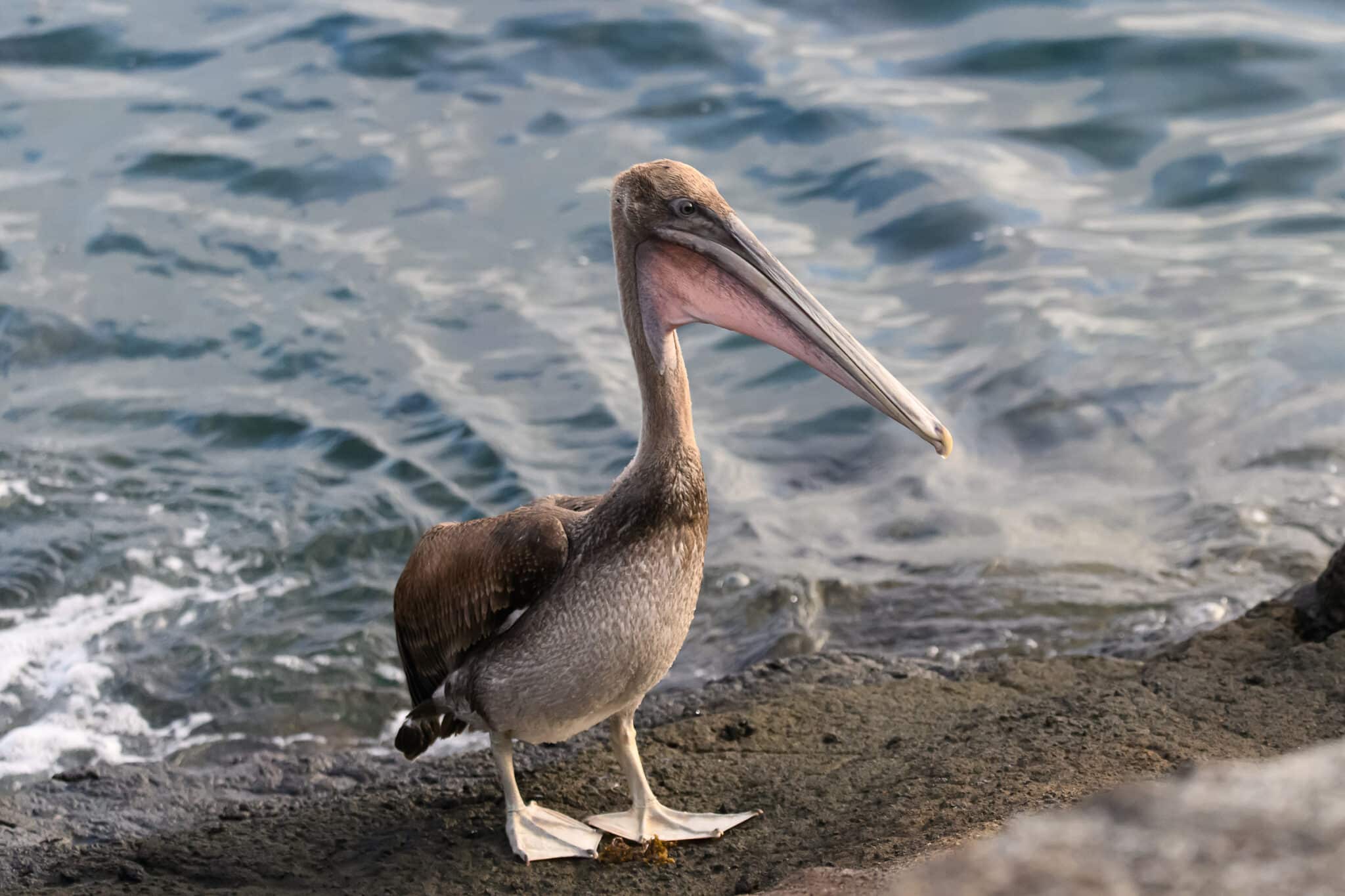 pelican at tagus cove