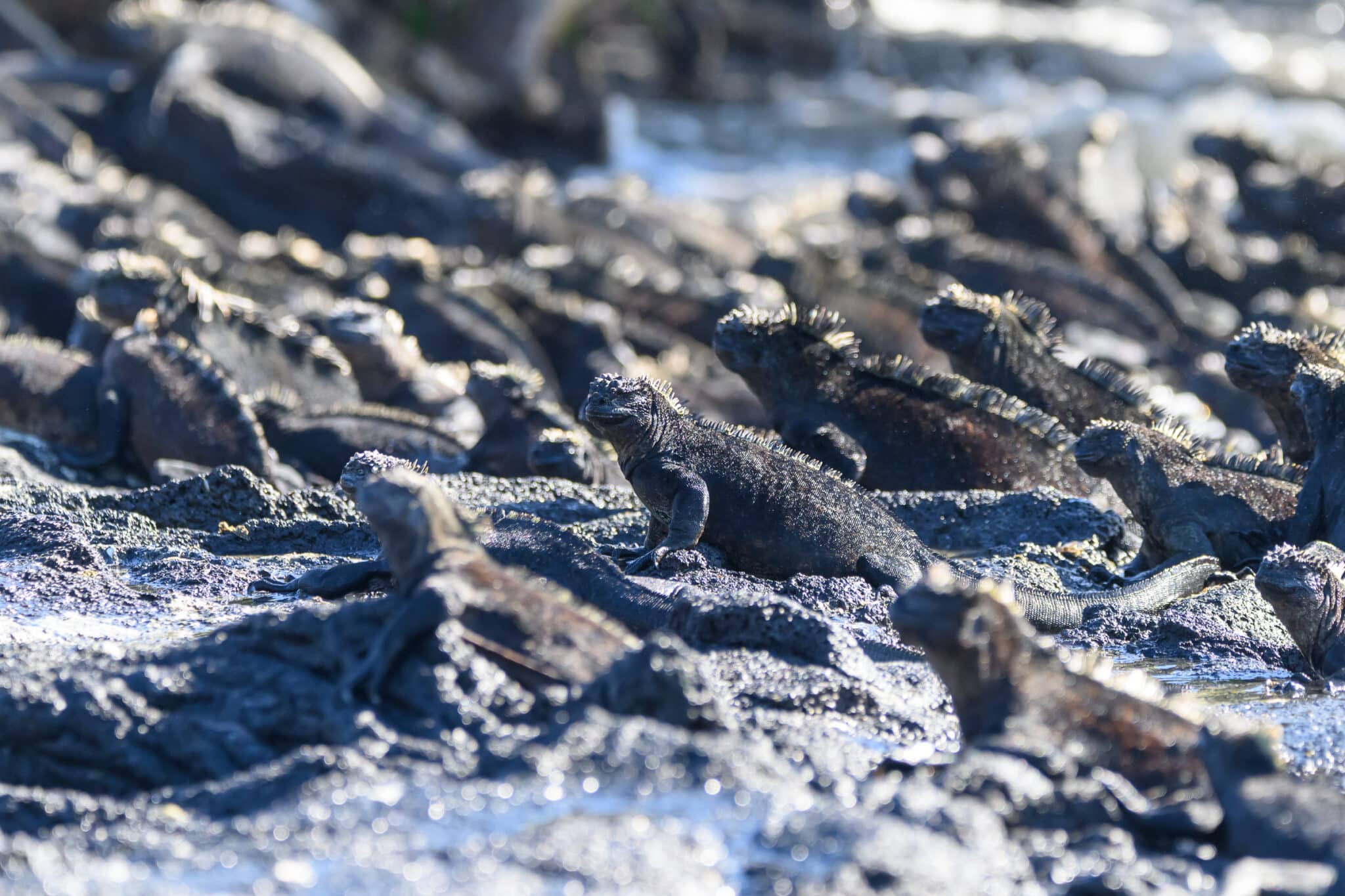 marine iguanas on fernandina in galapagos