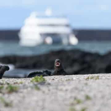 Galapagos lizard with a cruise ship in the background