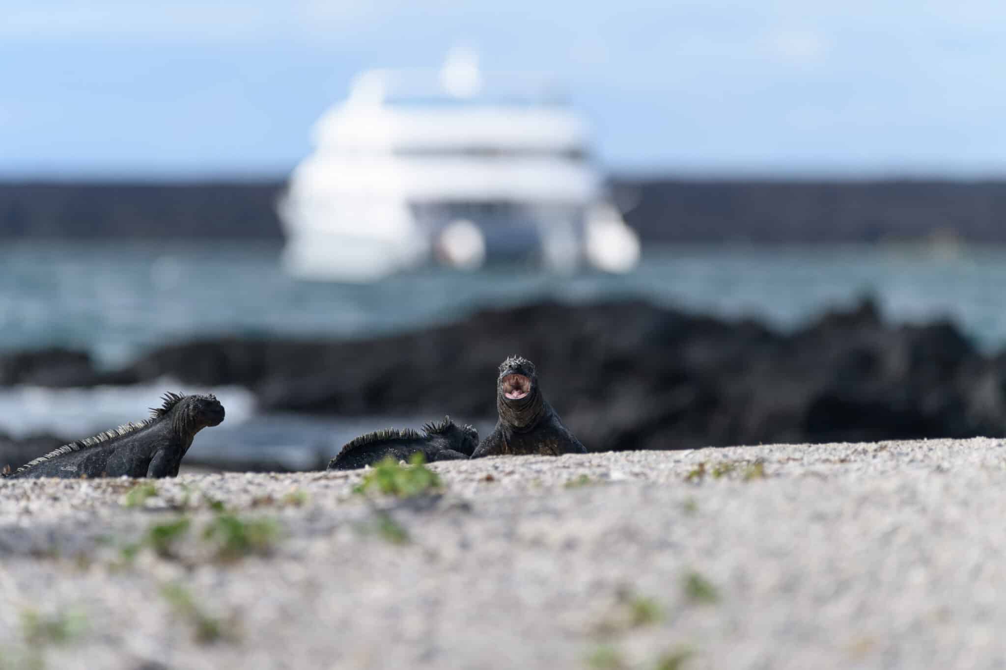Galapagos lizard with a cruise ship in the background
