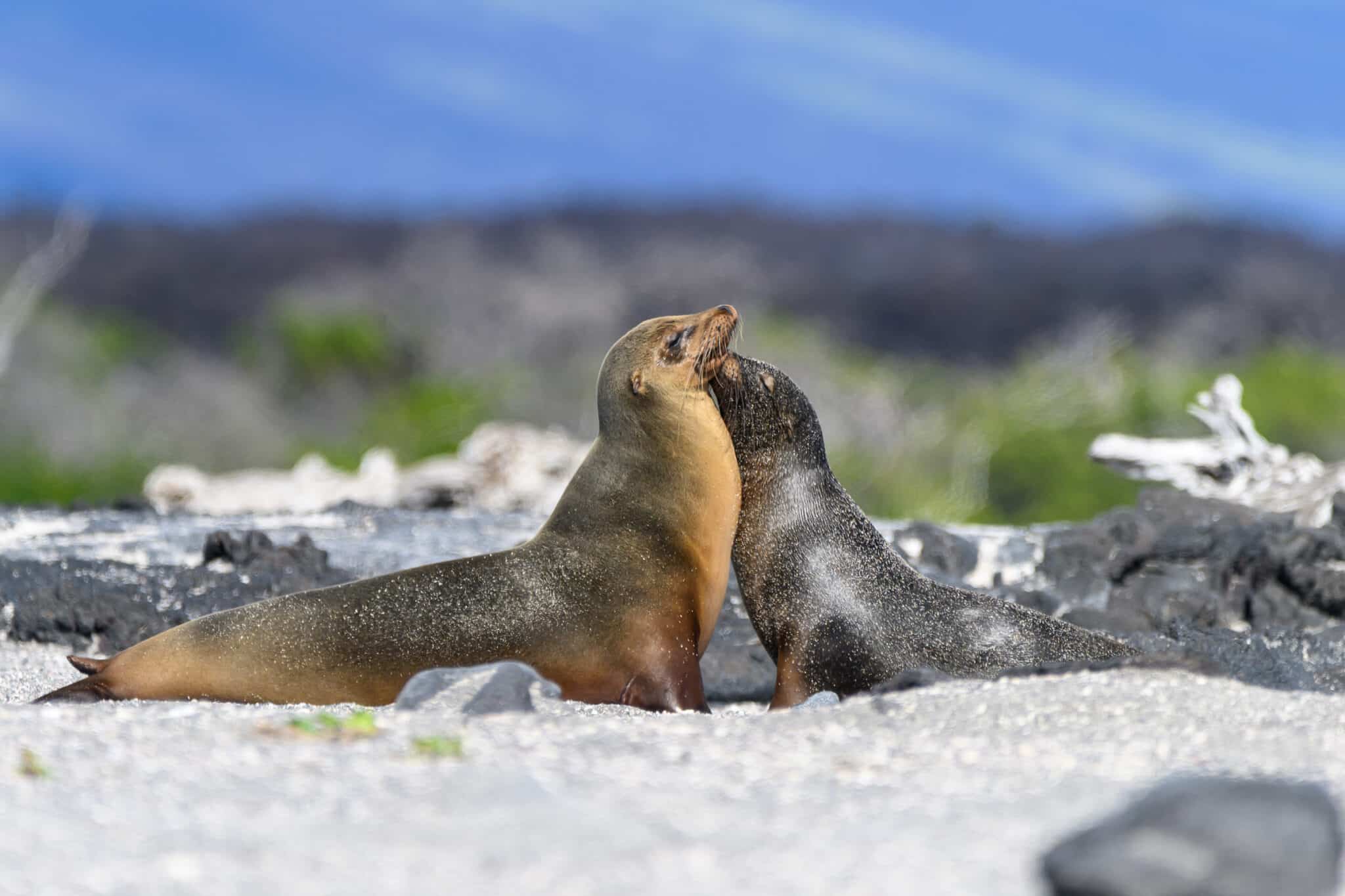 pair of sea lions at punta espinosa in galapagos