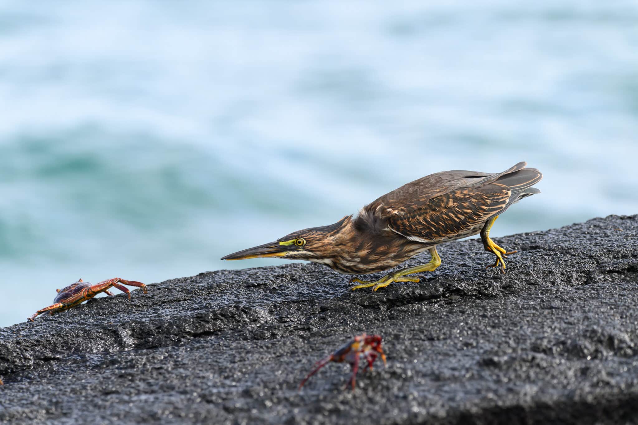 lava heron hunting a crab at espinosa point