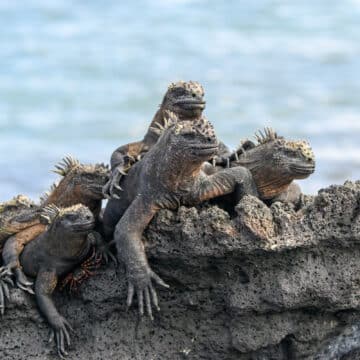 marine iguanas at punta espinosa in galapagos