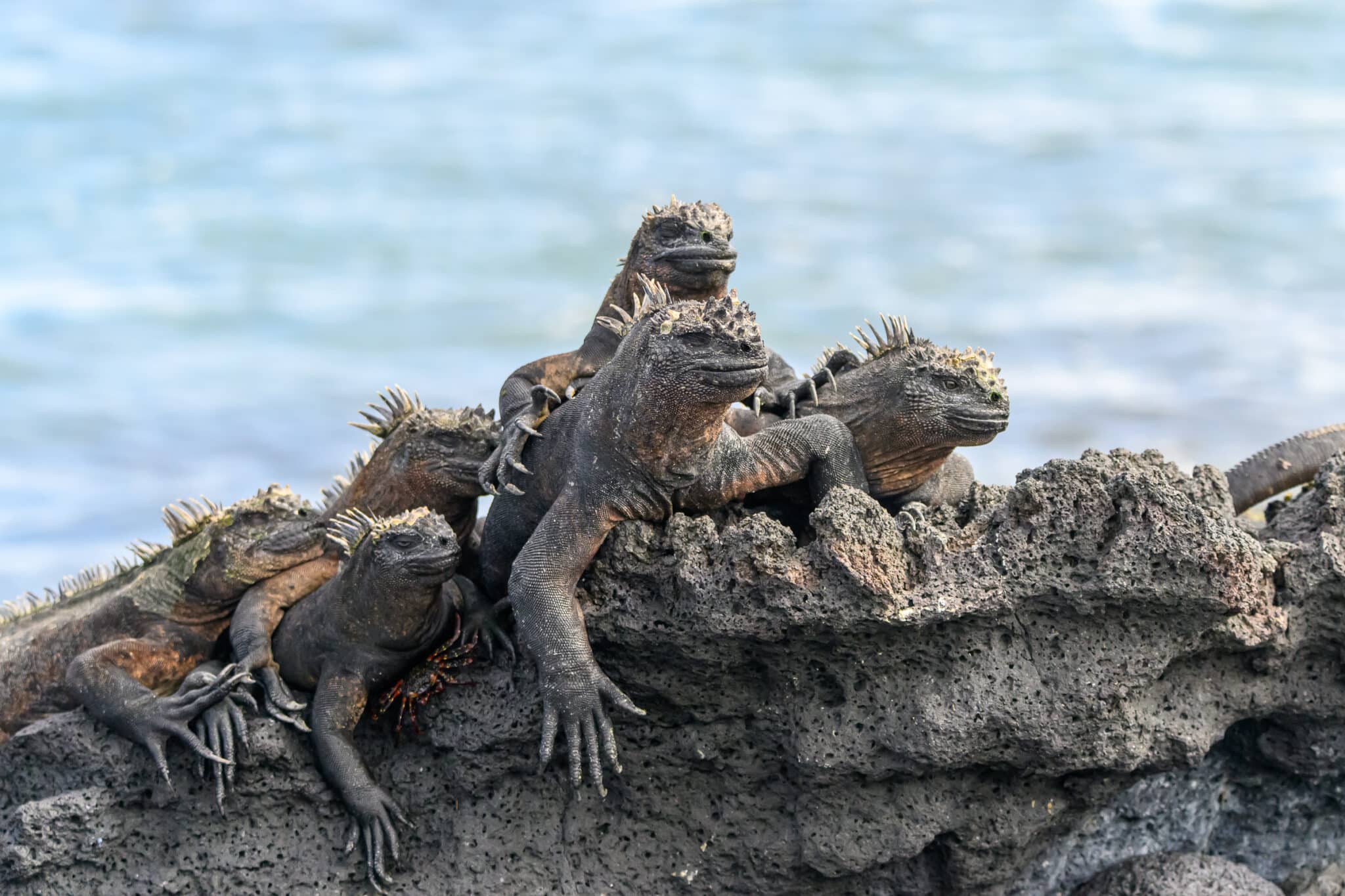 marine iguanas at punta espinosa in galapagos