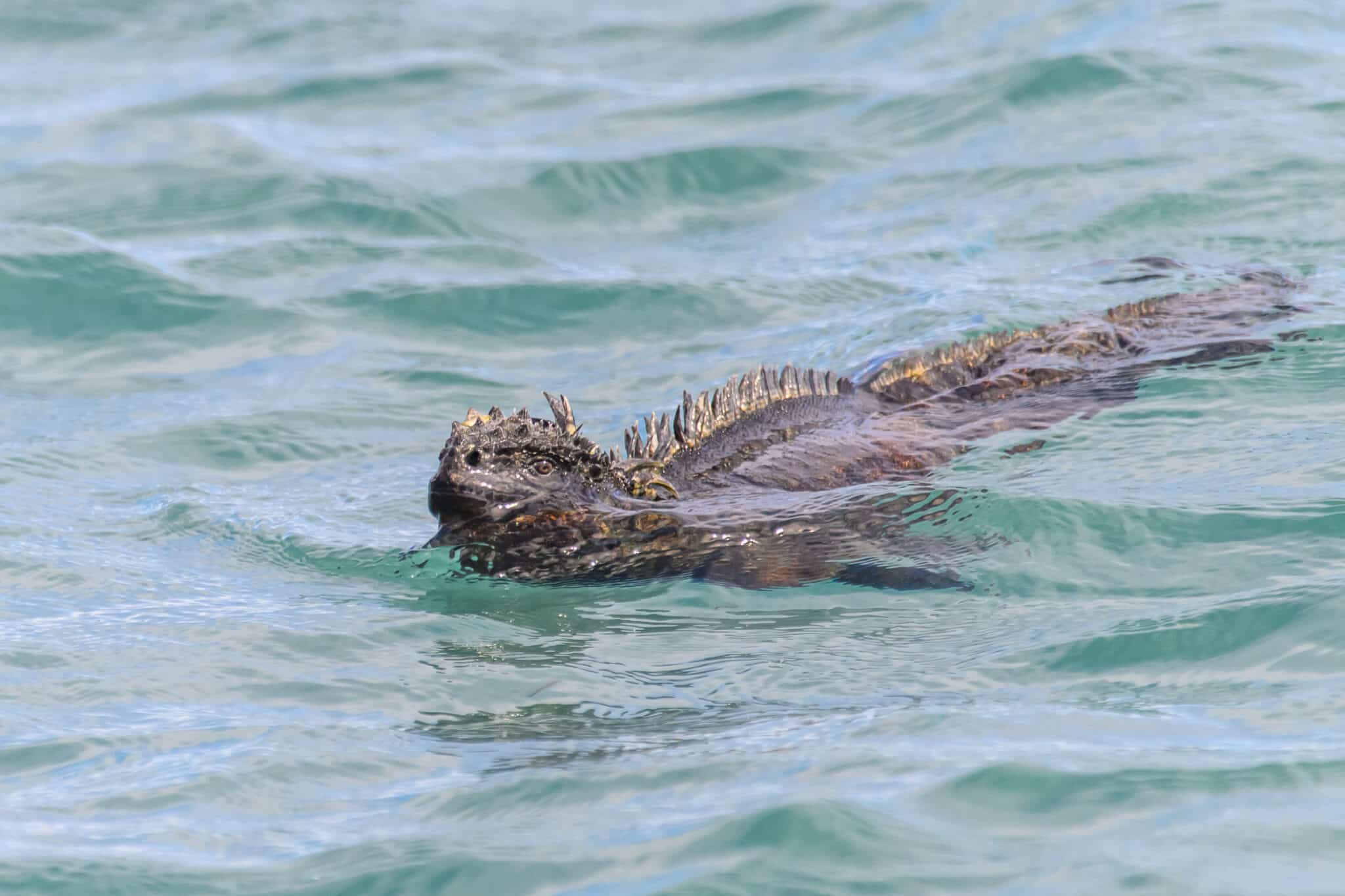 galapagos marine iguana swimming at espinosa point