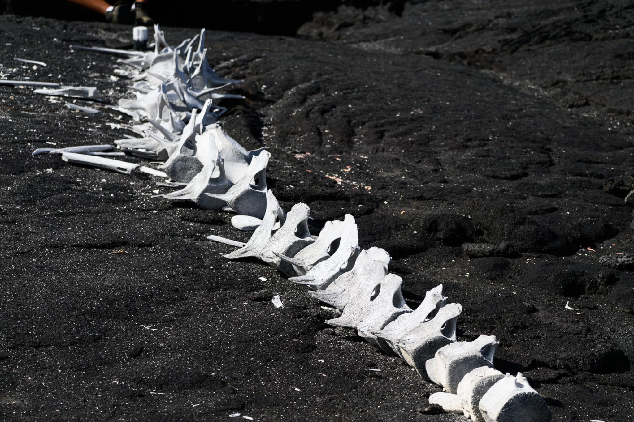 whale skeleton at espinosa point