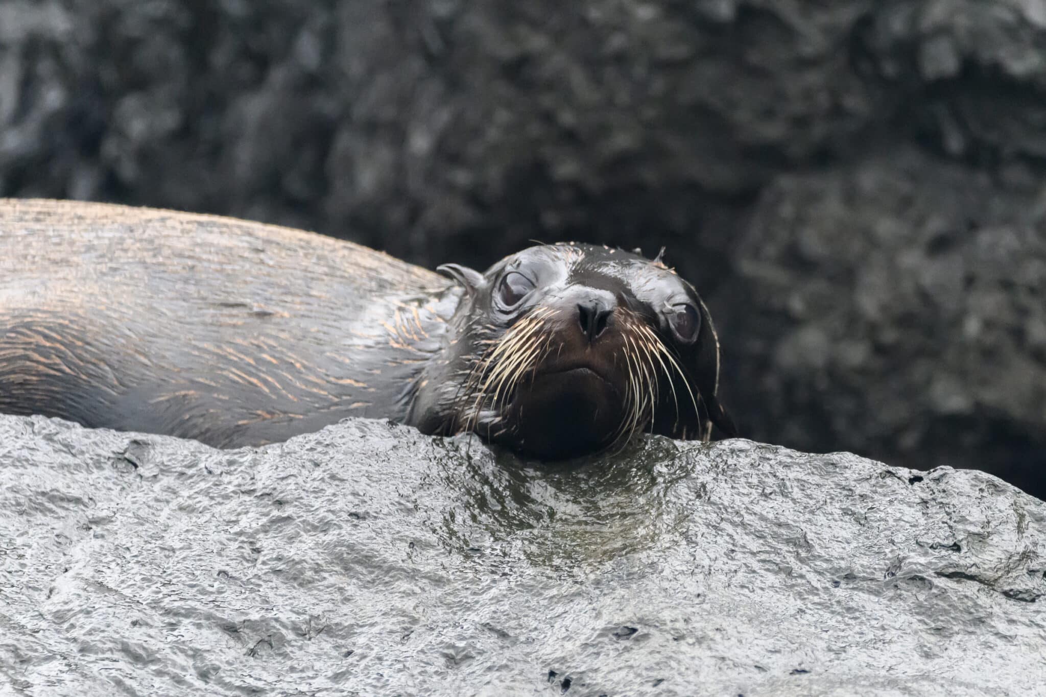 fur seal at albermarle point in galapagos
