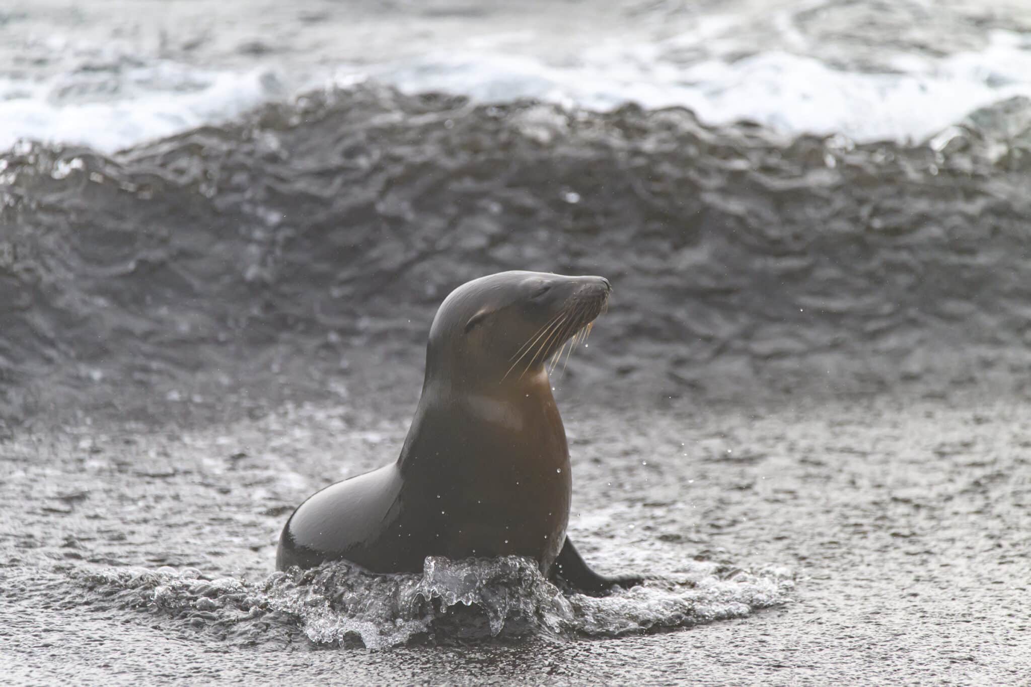 sea lion at santiago island in galapagos
