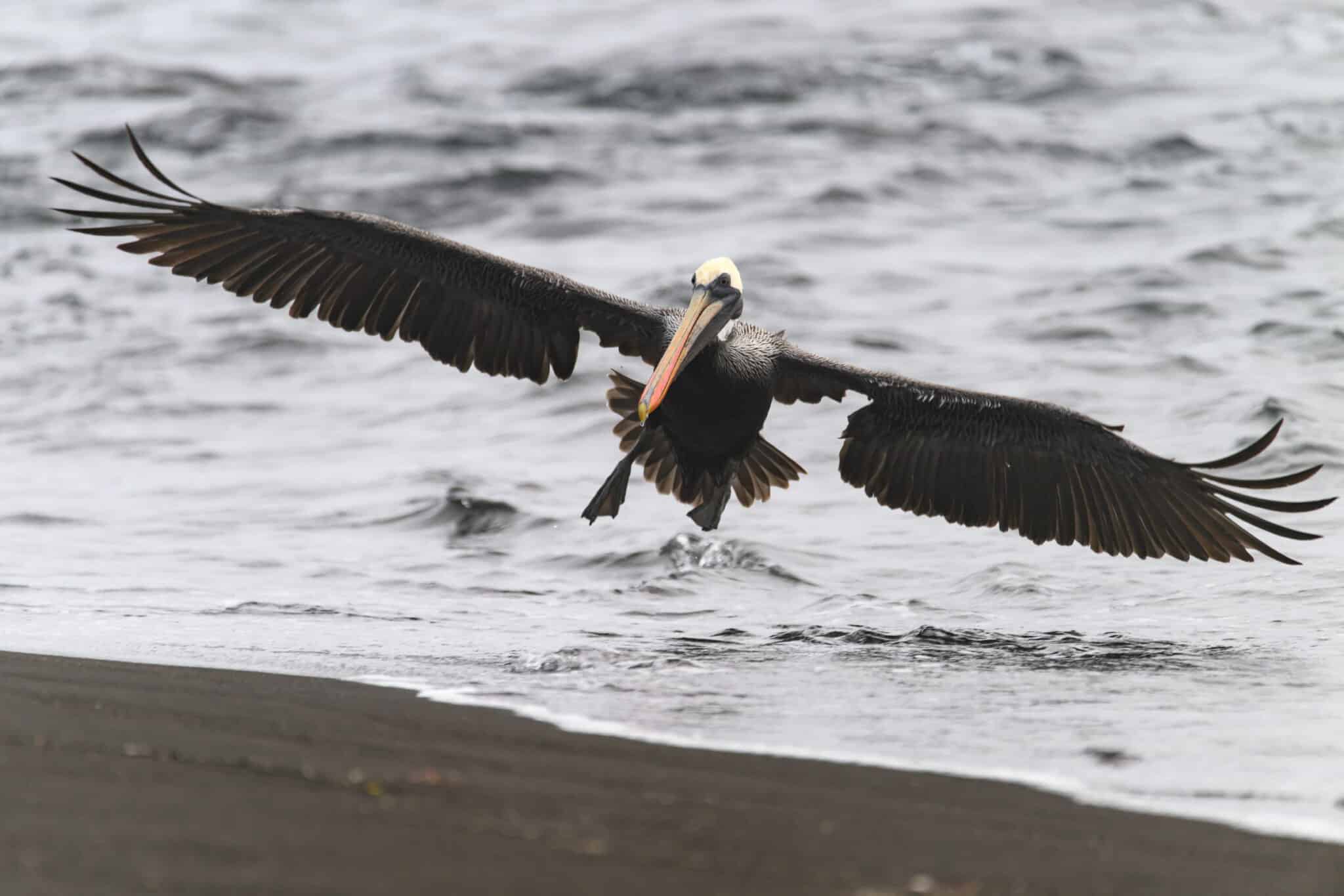 pelican in flight at santiago island in the galapagos