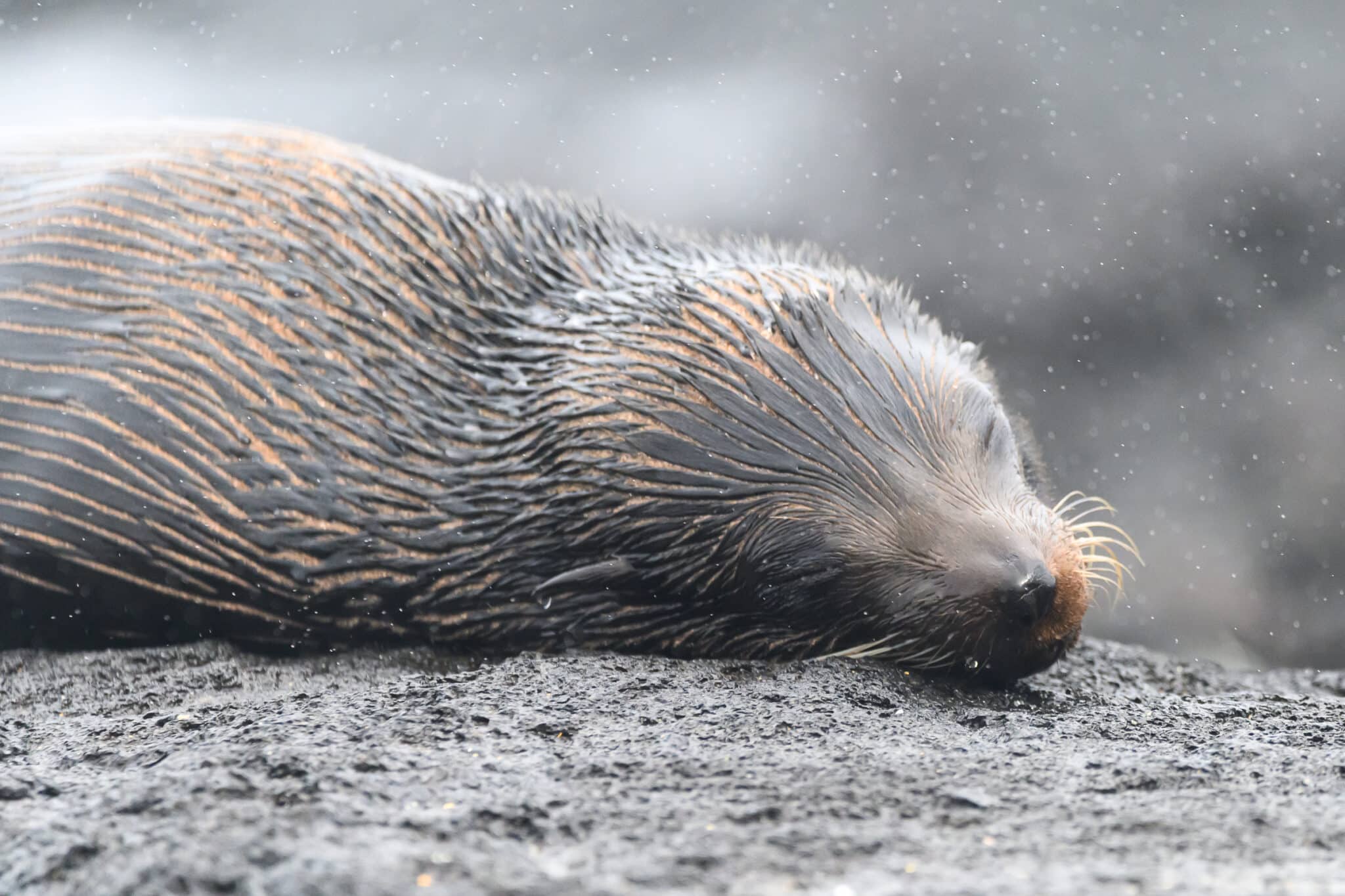 fur seal sleeping in the Galapagos