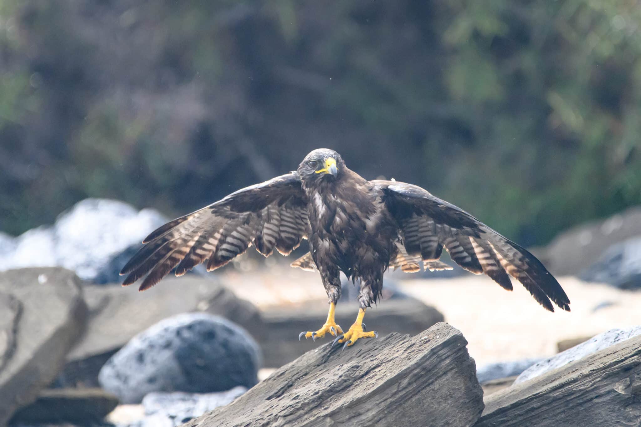galapagos hawk on santiago island
