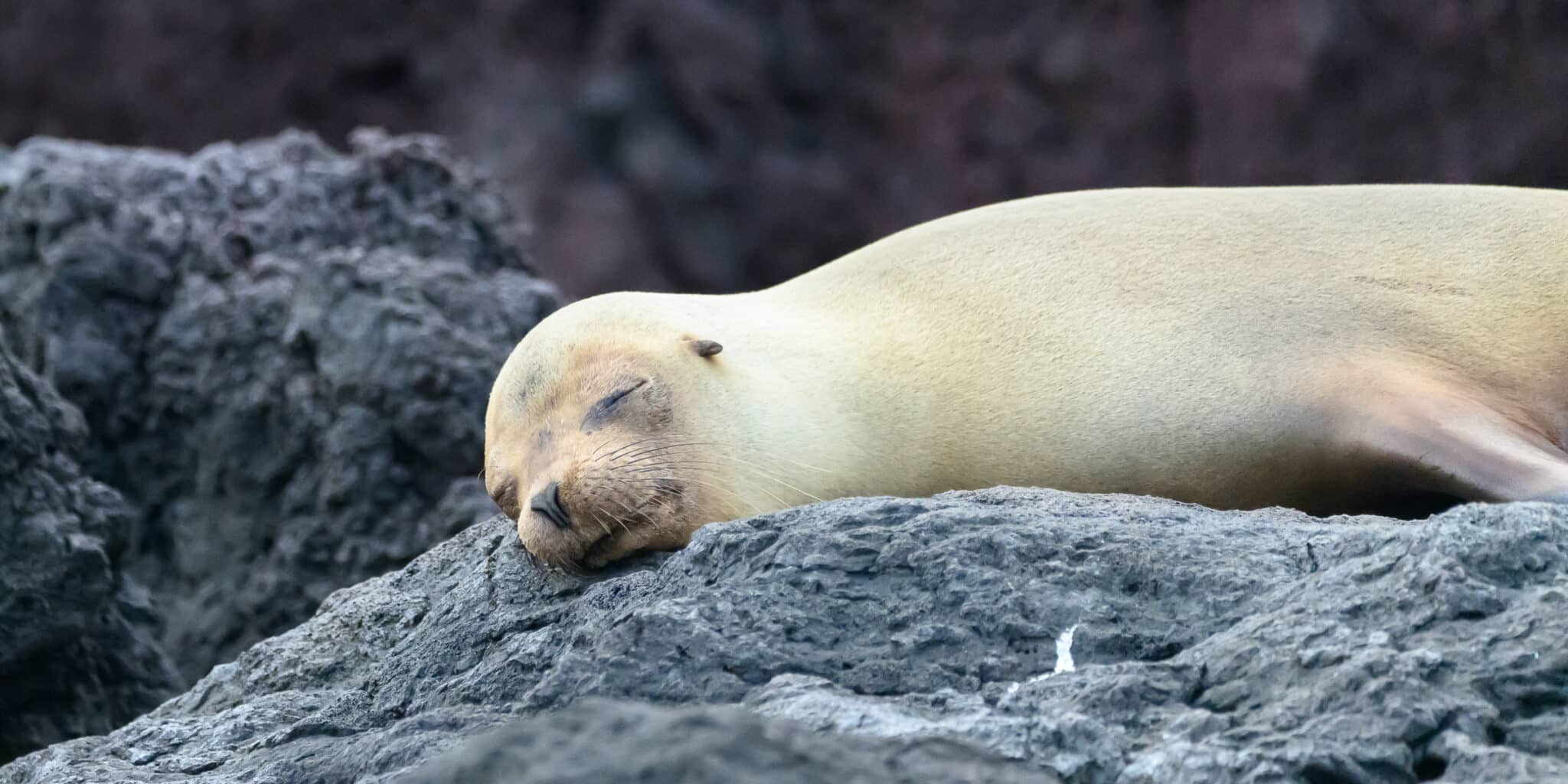 sea lion in galapagos