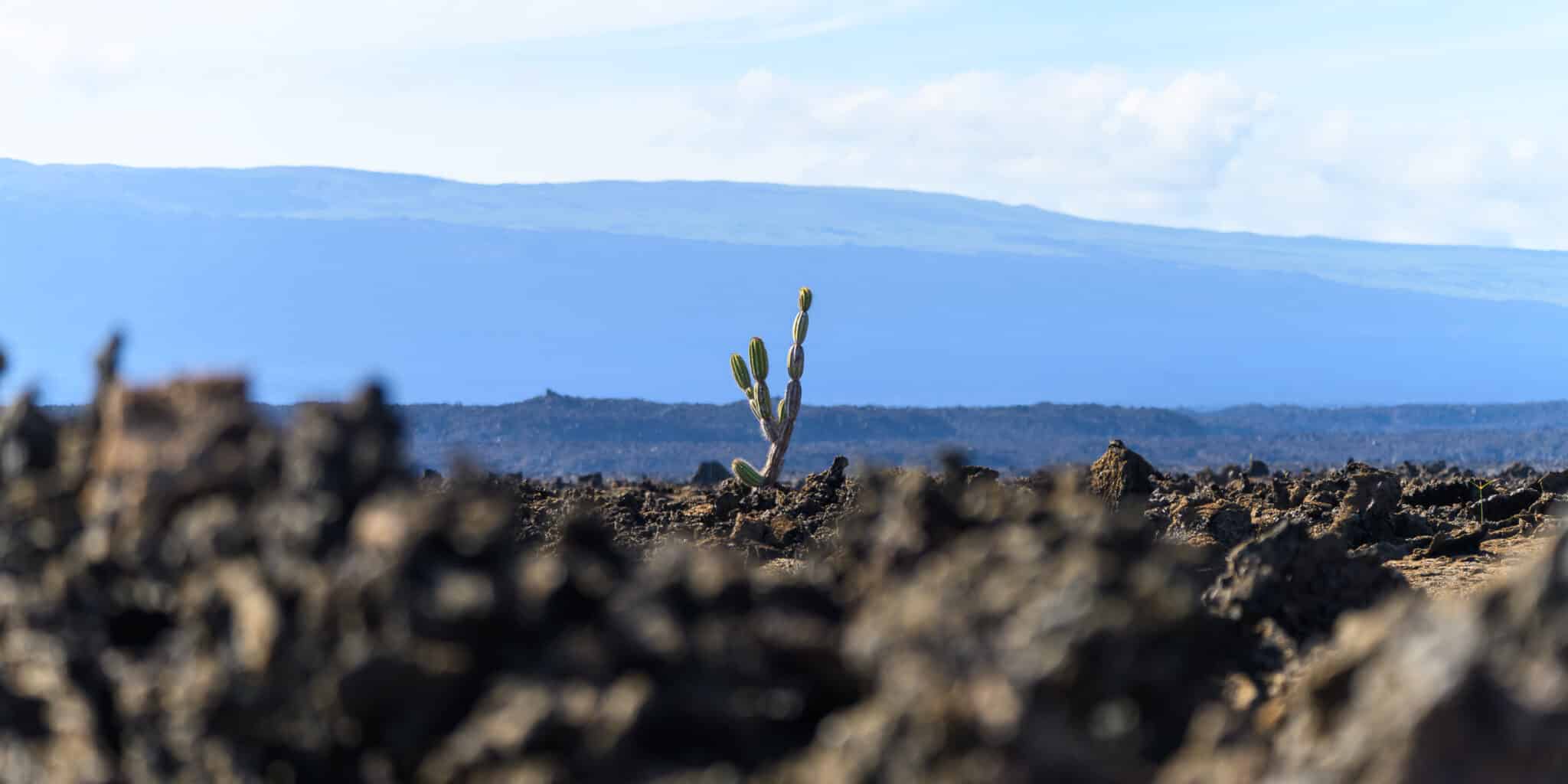 a cactus growing at punta moreno in galapagos
