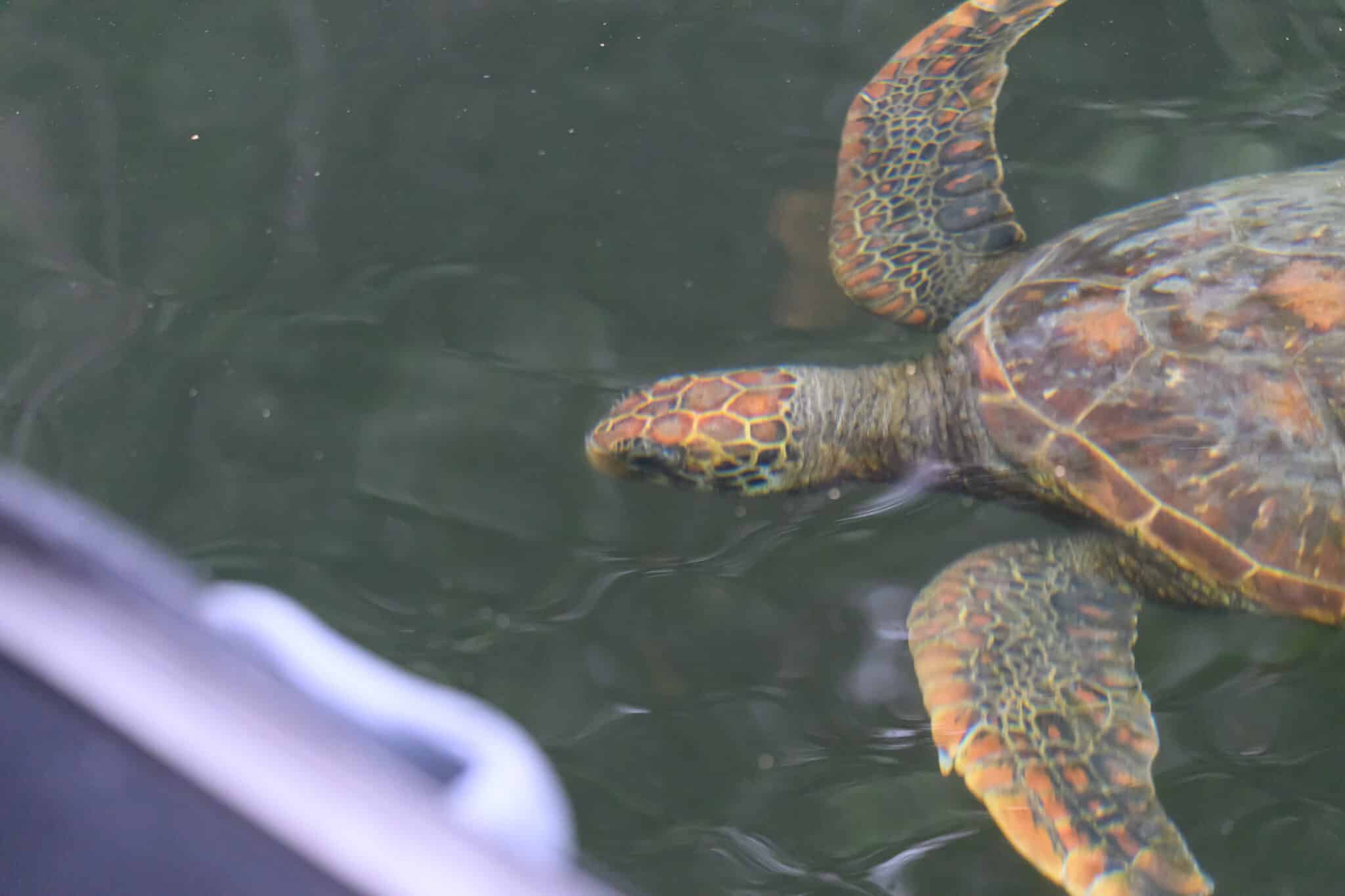 galapagos green sea turtle swimming by our panga