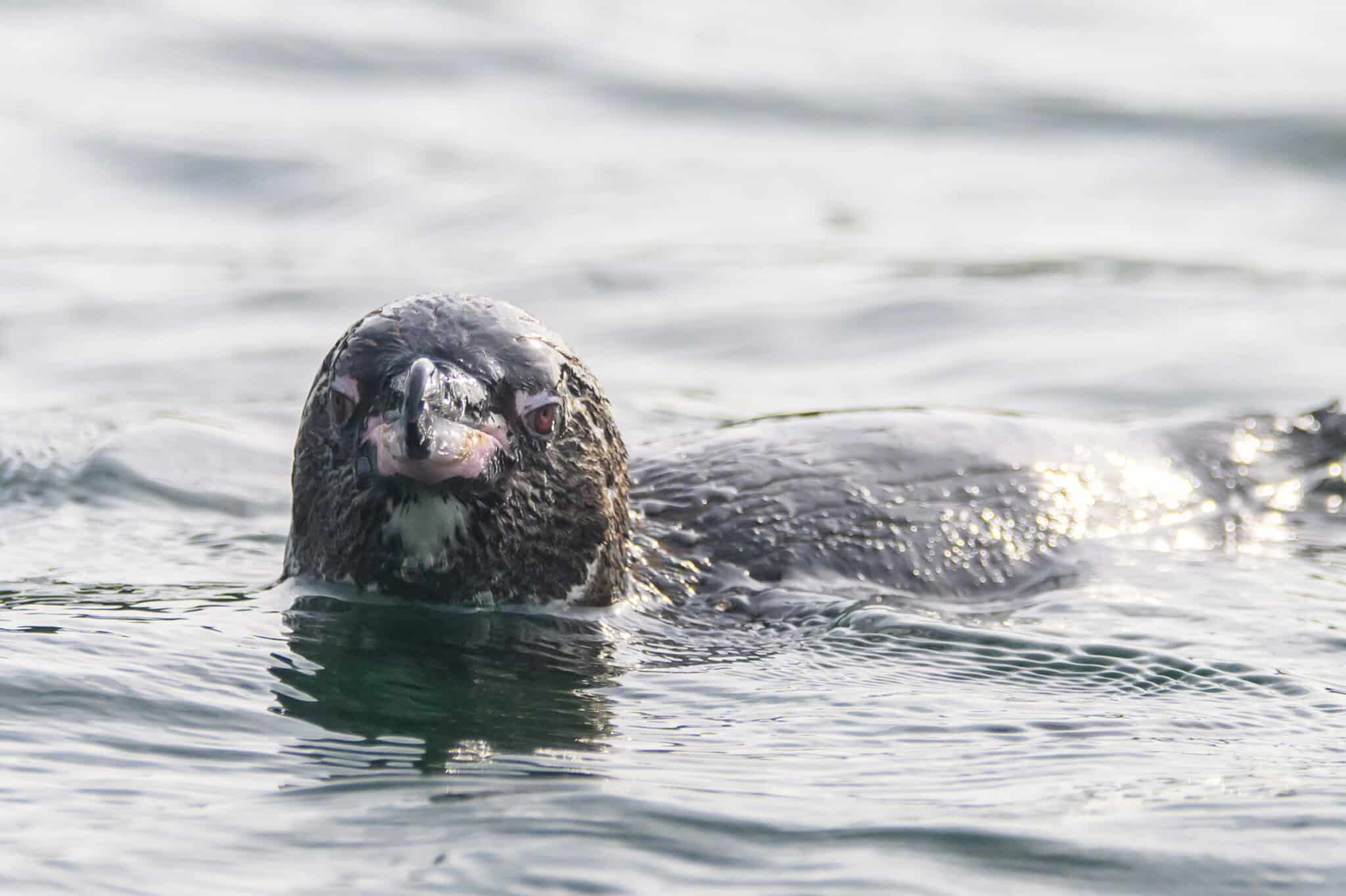 a galapagos penguin swimming