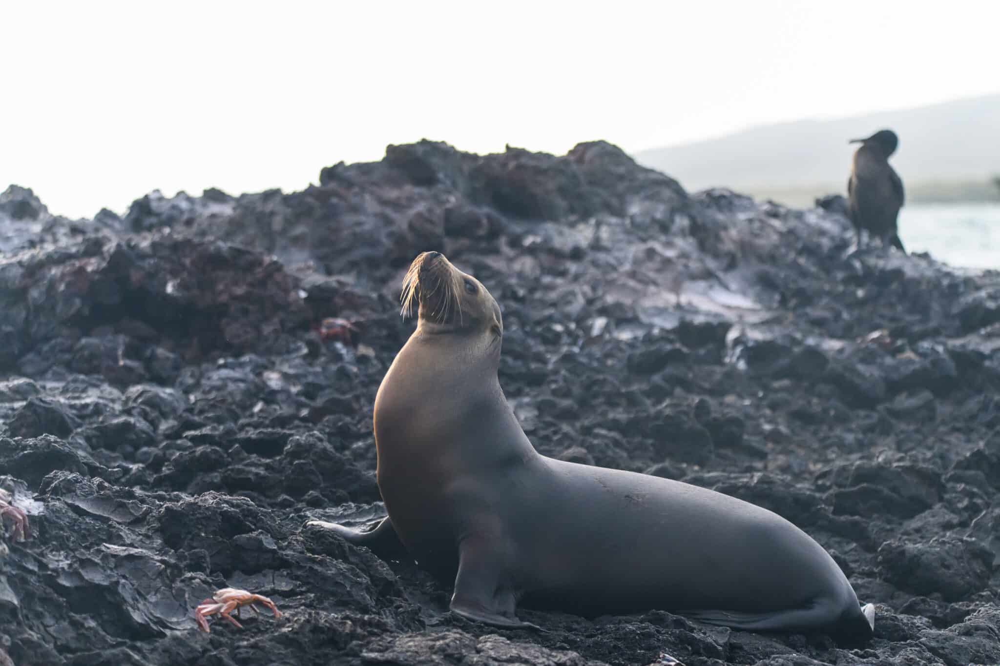 sea lion at Elizabeth Bay in Galapagos