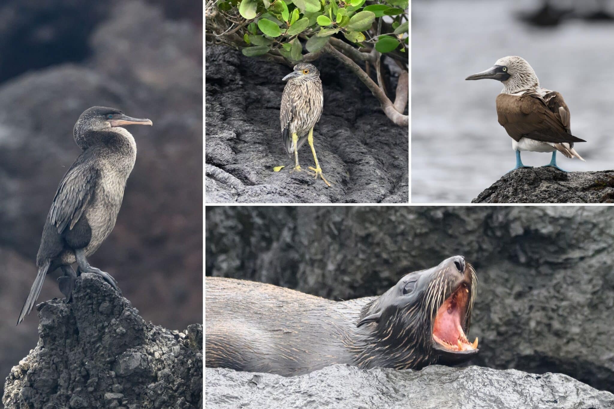 some of the wildlife we saw at abermarle point in the galapagos