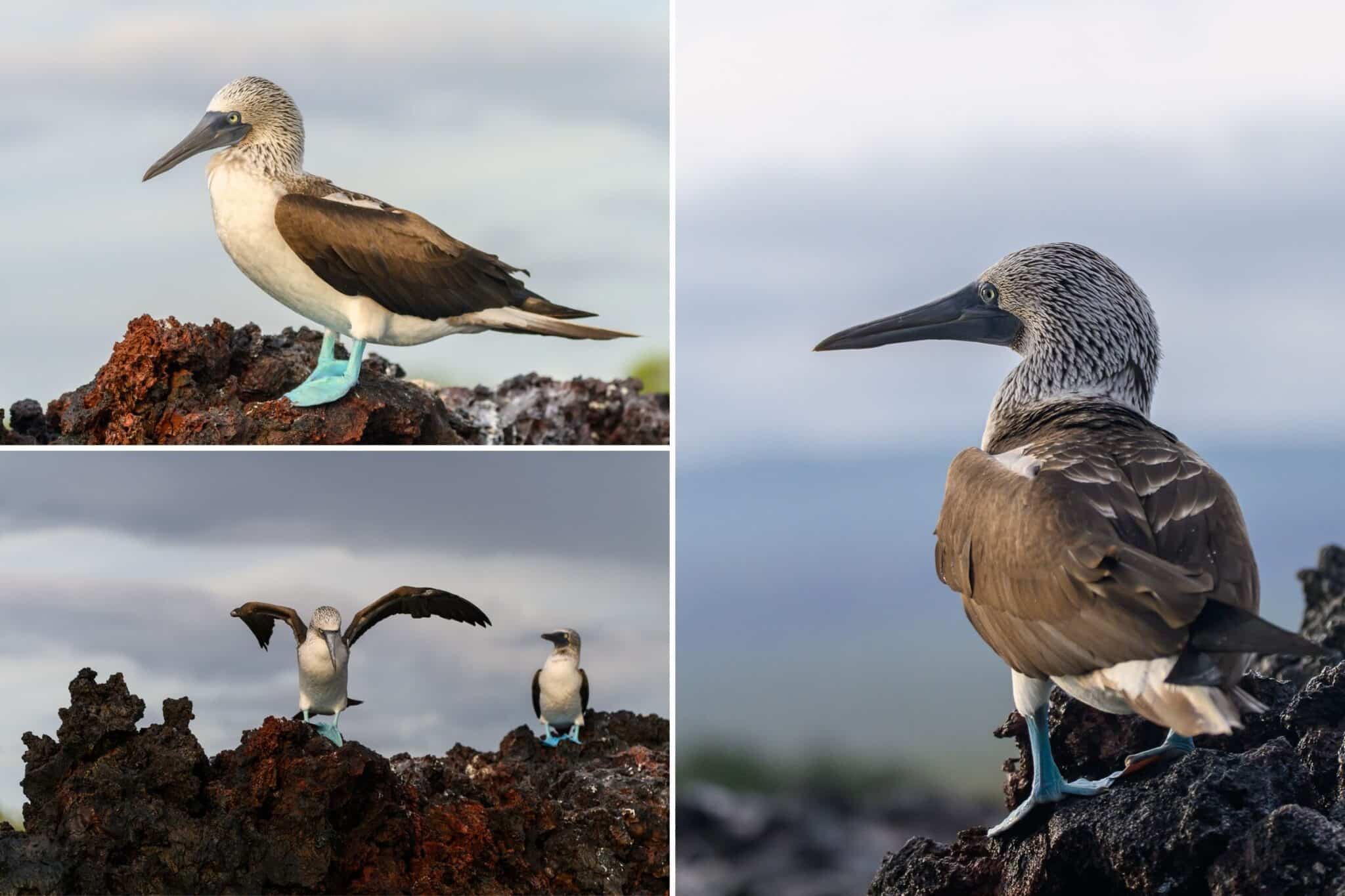 blue footed booby images from my trip to the galapagos
