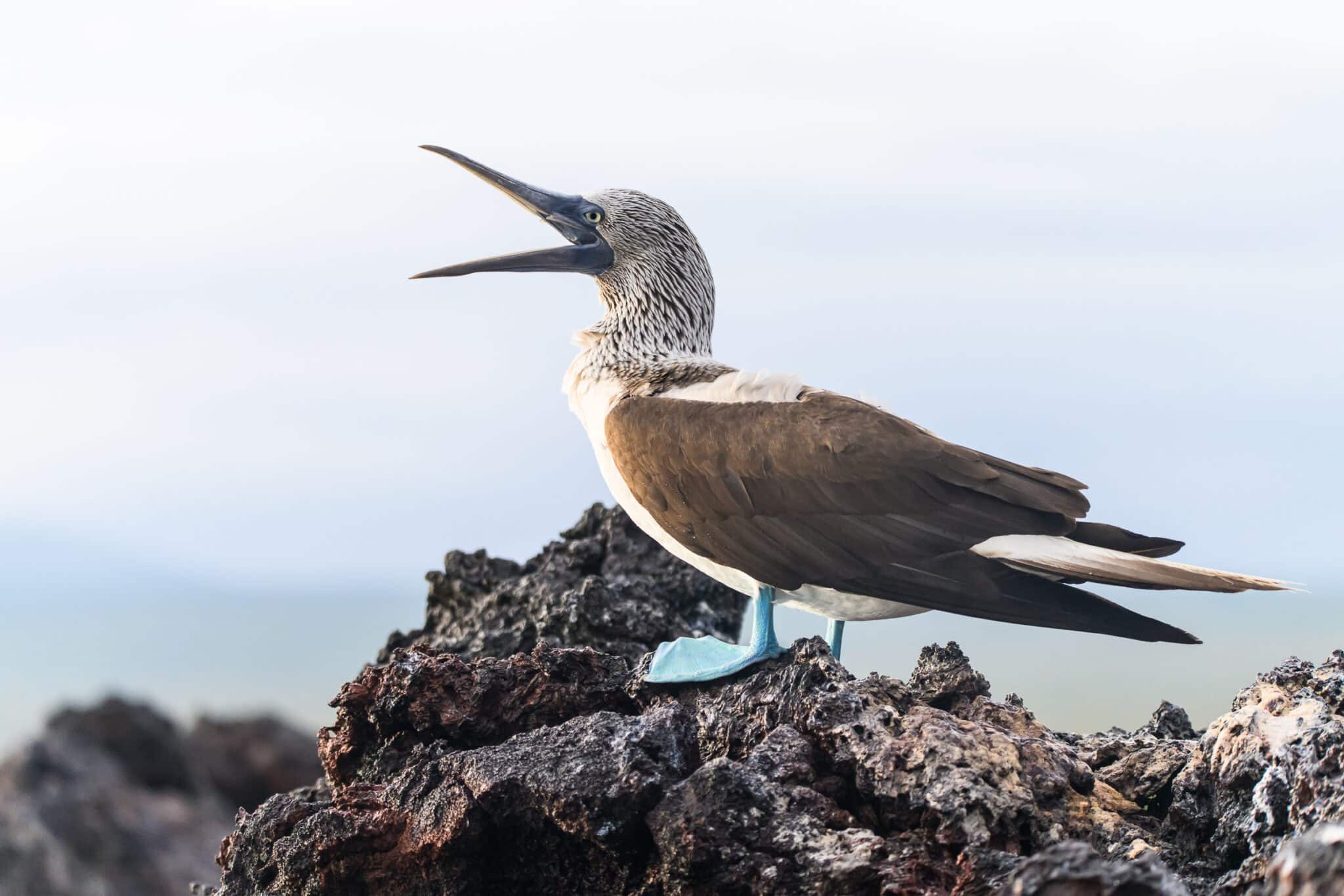 blue footed booby in the galapagos