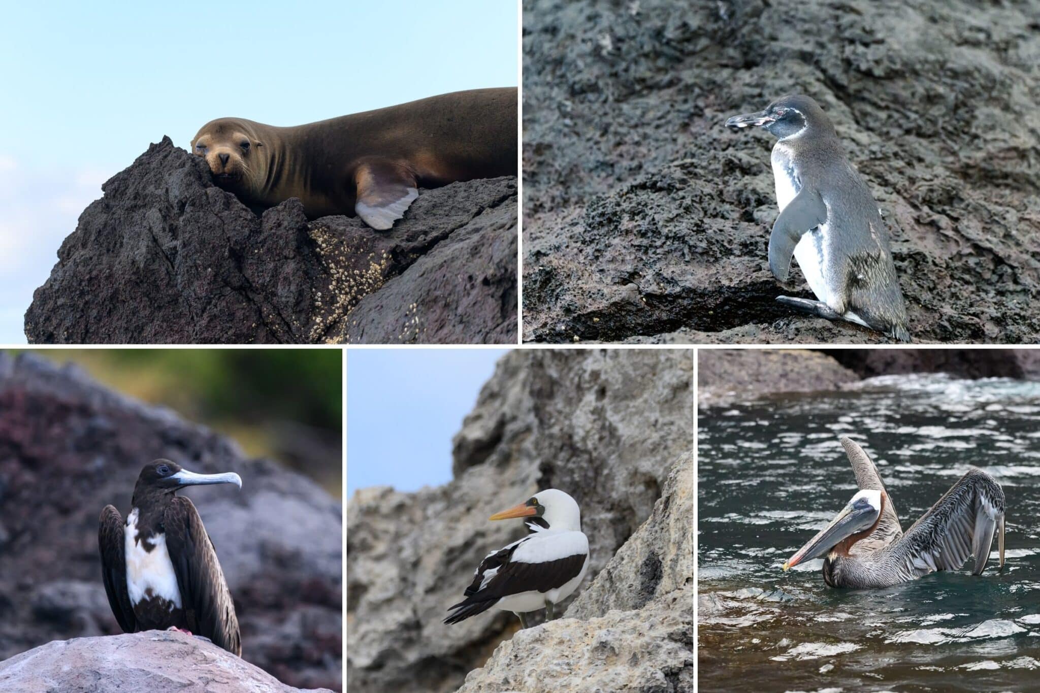 some of the wildlife we saw in buccaneer cove in galapagos