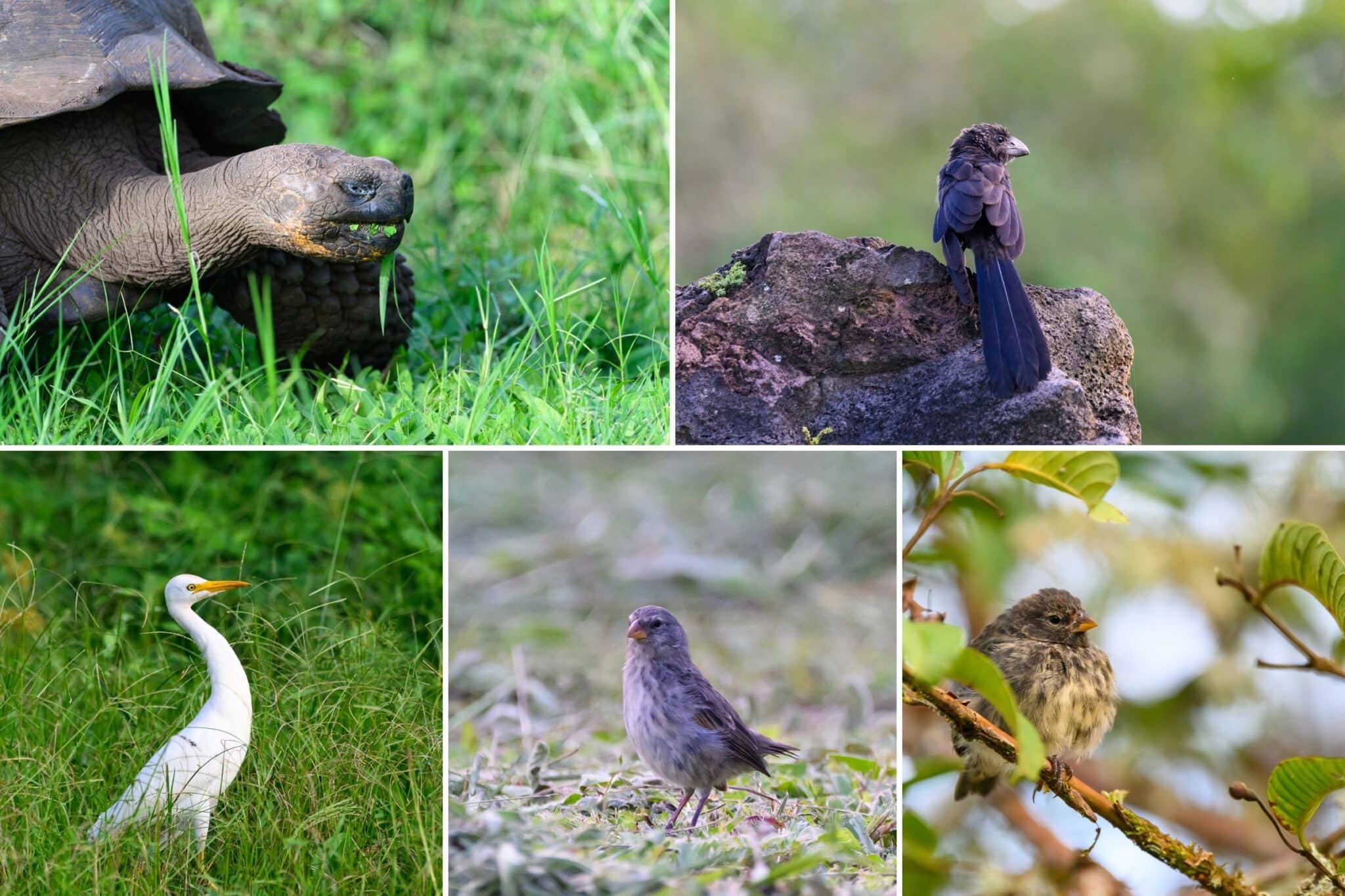 some of the tortoises and birds we saw at el chato in the galapagos