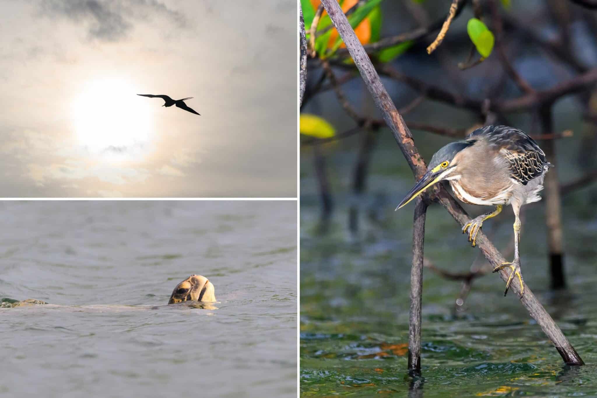 lava heron, turtles, and frigate bird at Elizabeth bay in Galapagos