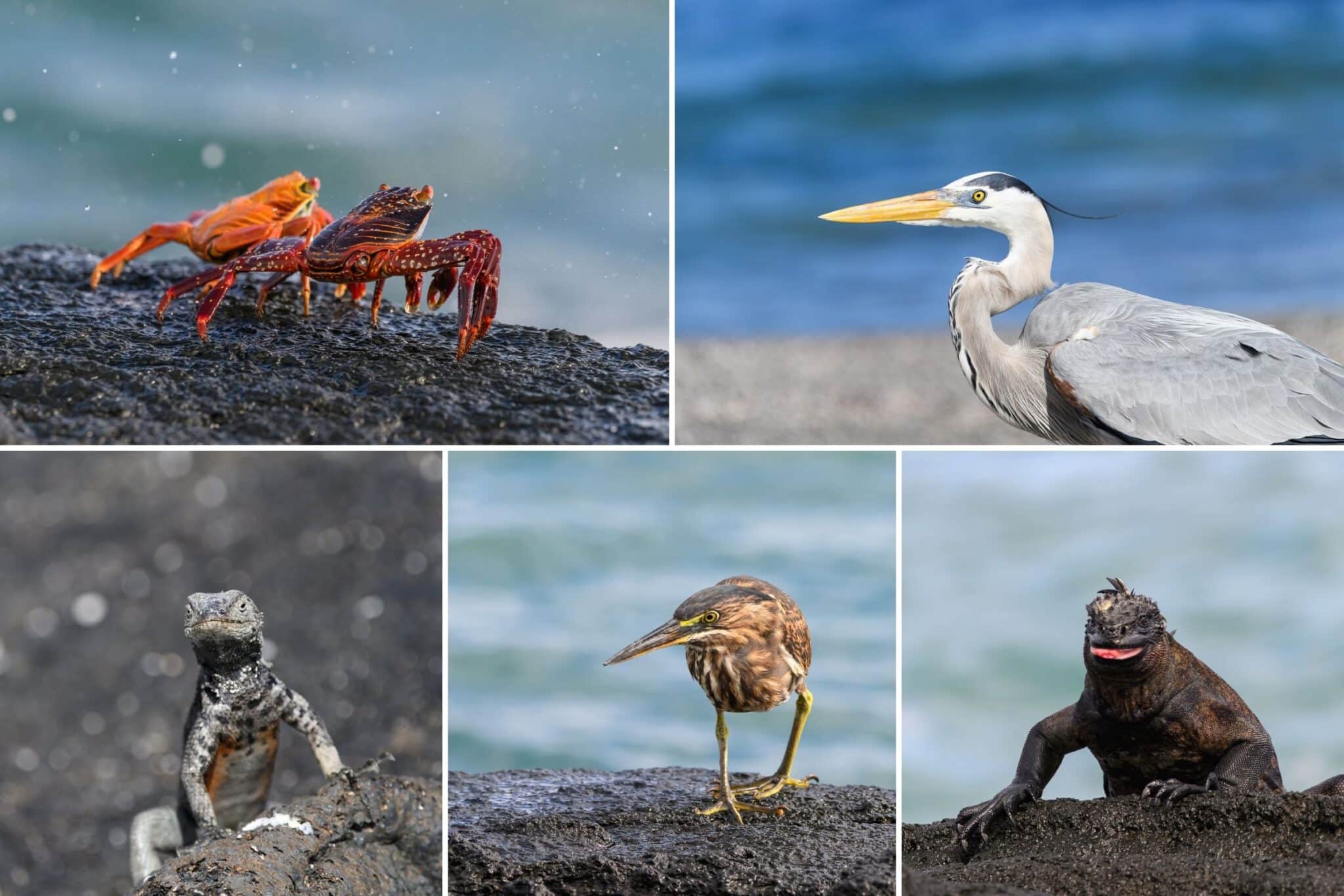 some of the wildlife we saw at espinosa point in galapagos