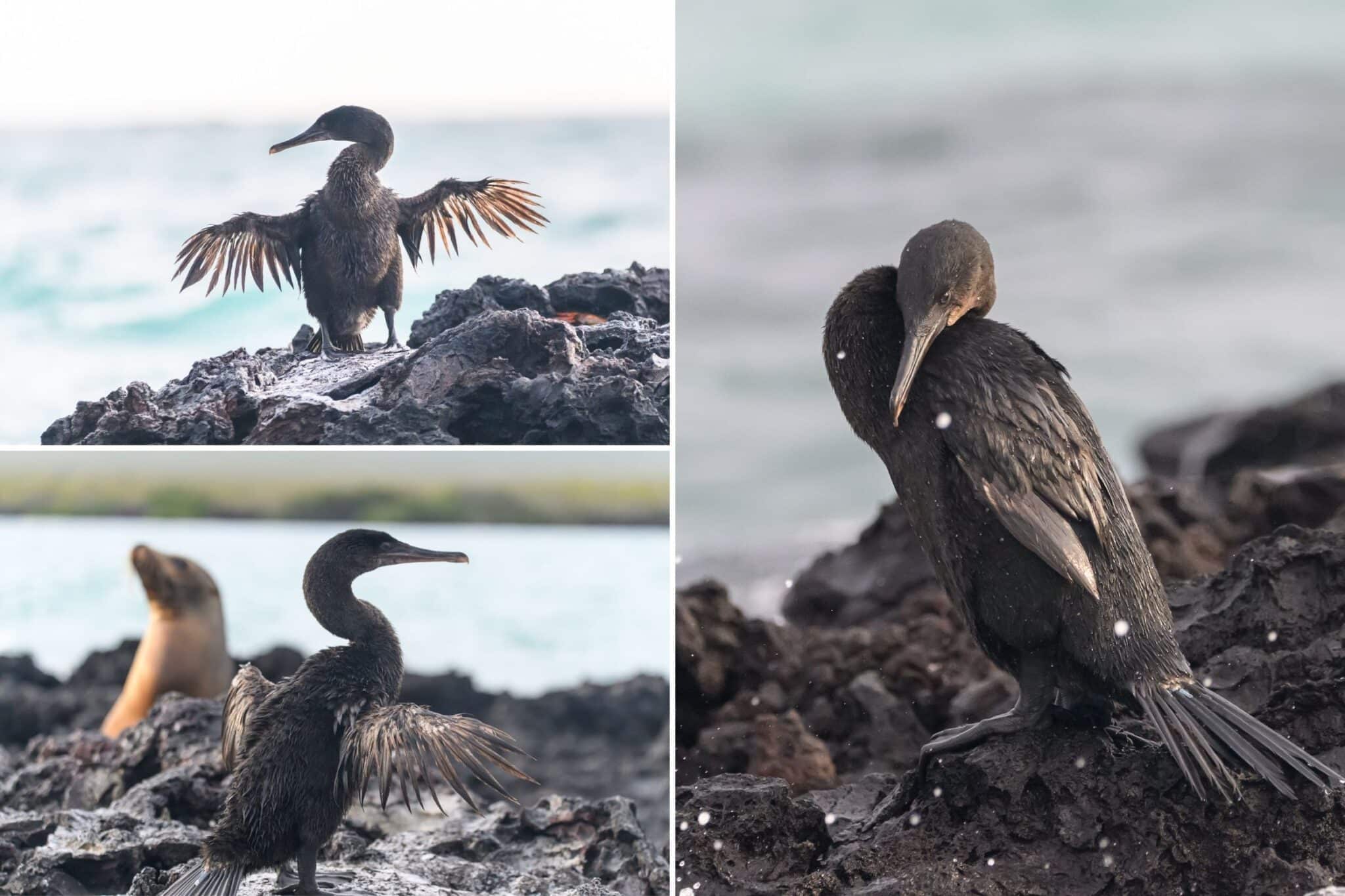 my images of the flightless cormorant in elizabeth bay in galapagos
