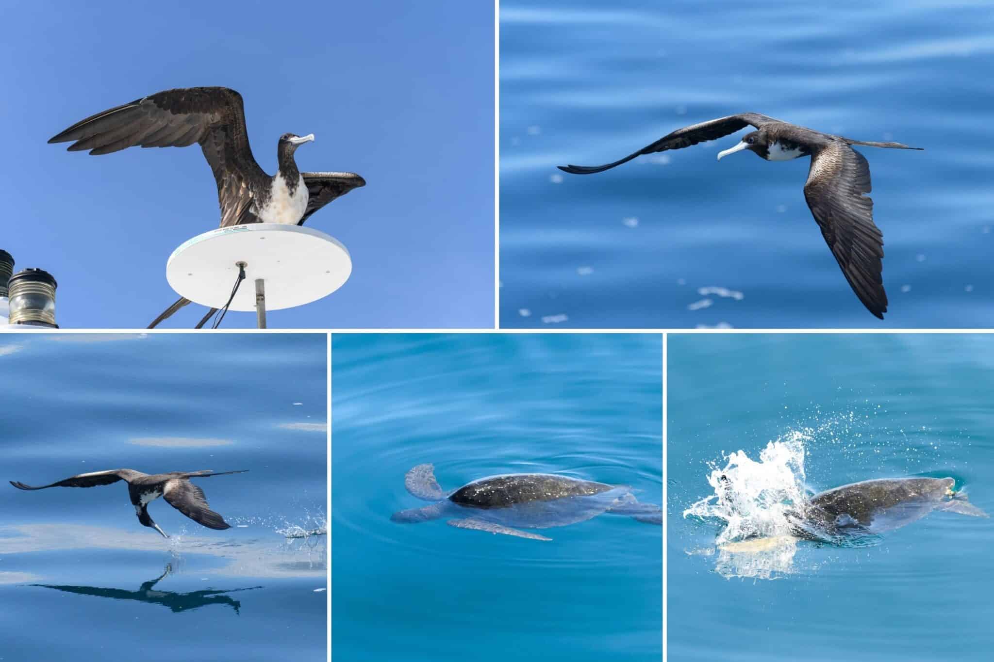 frigate birds and turtles seen from our cruise ship in the galapagos
