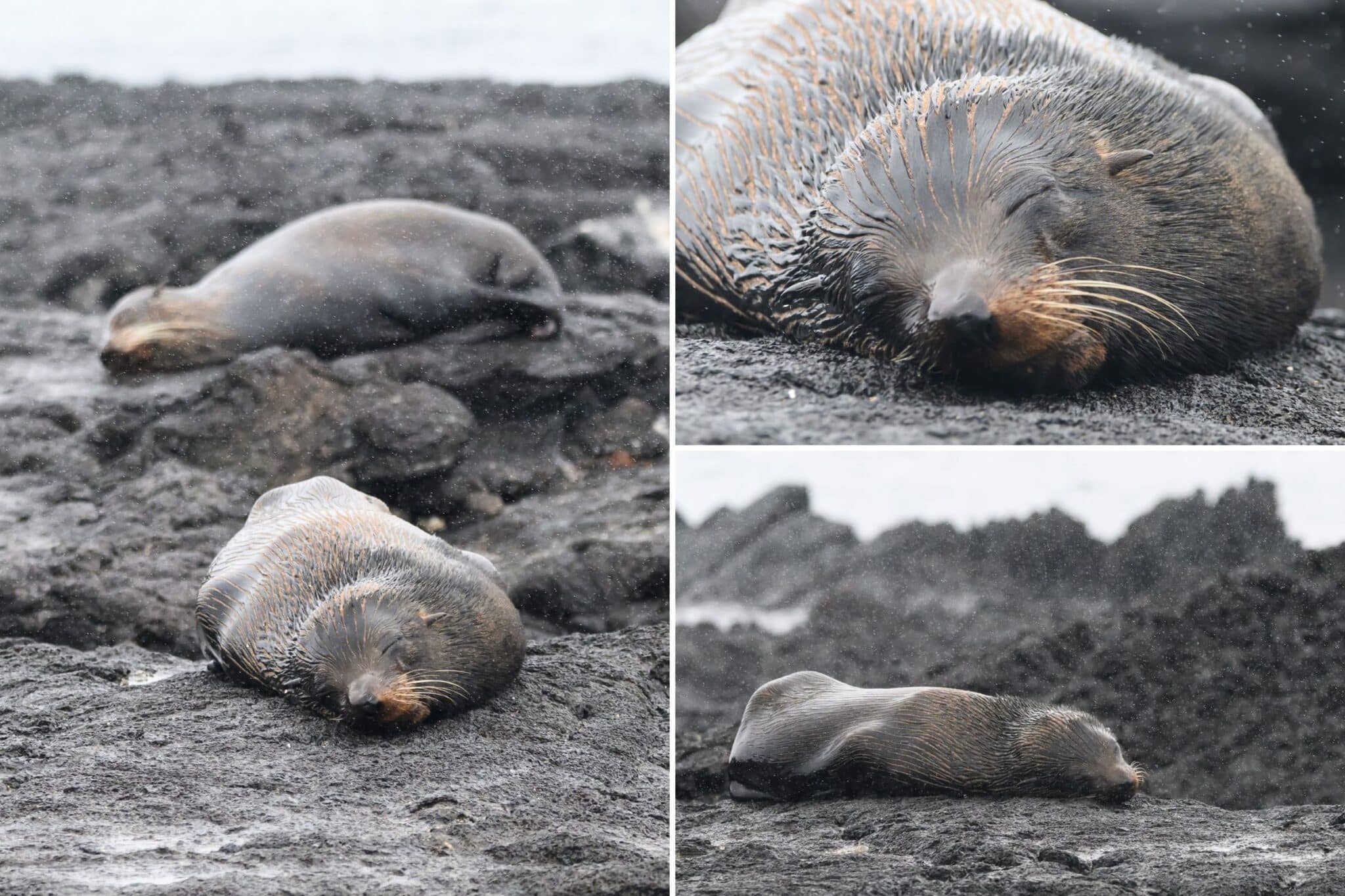 fur seals sleeping on the rocks at santiago island in galapagos