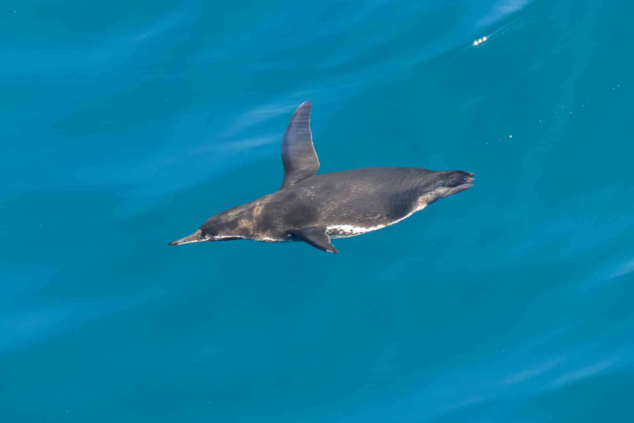 galapagos penguin swimming at tagus cove